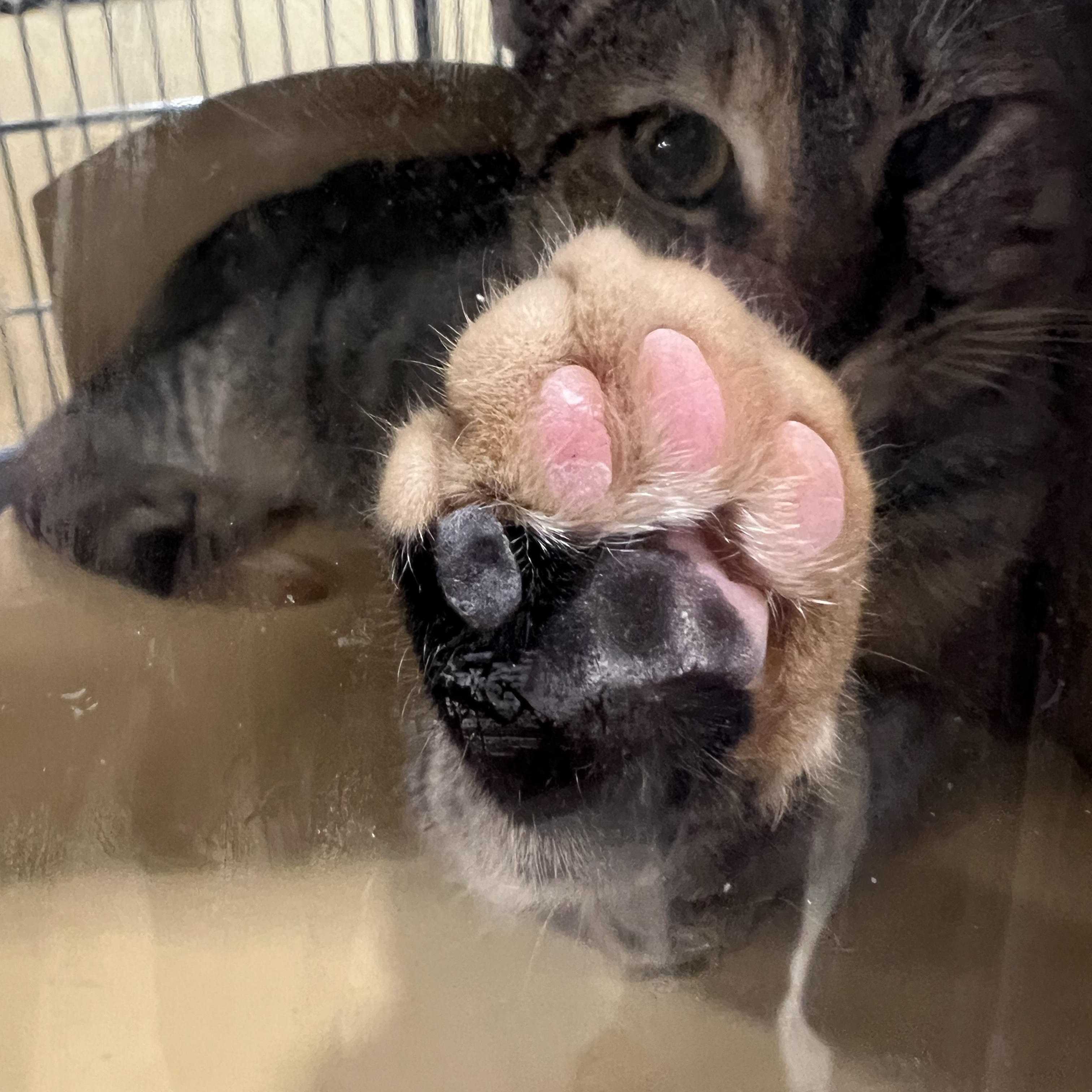 Stormy, a Adoptable British Shorthair in Charlotte, NC image 2/2