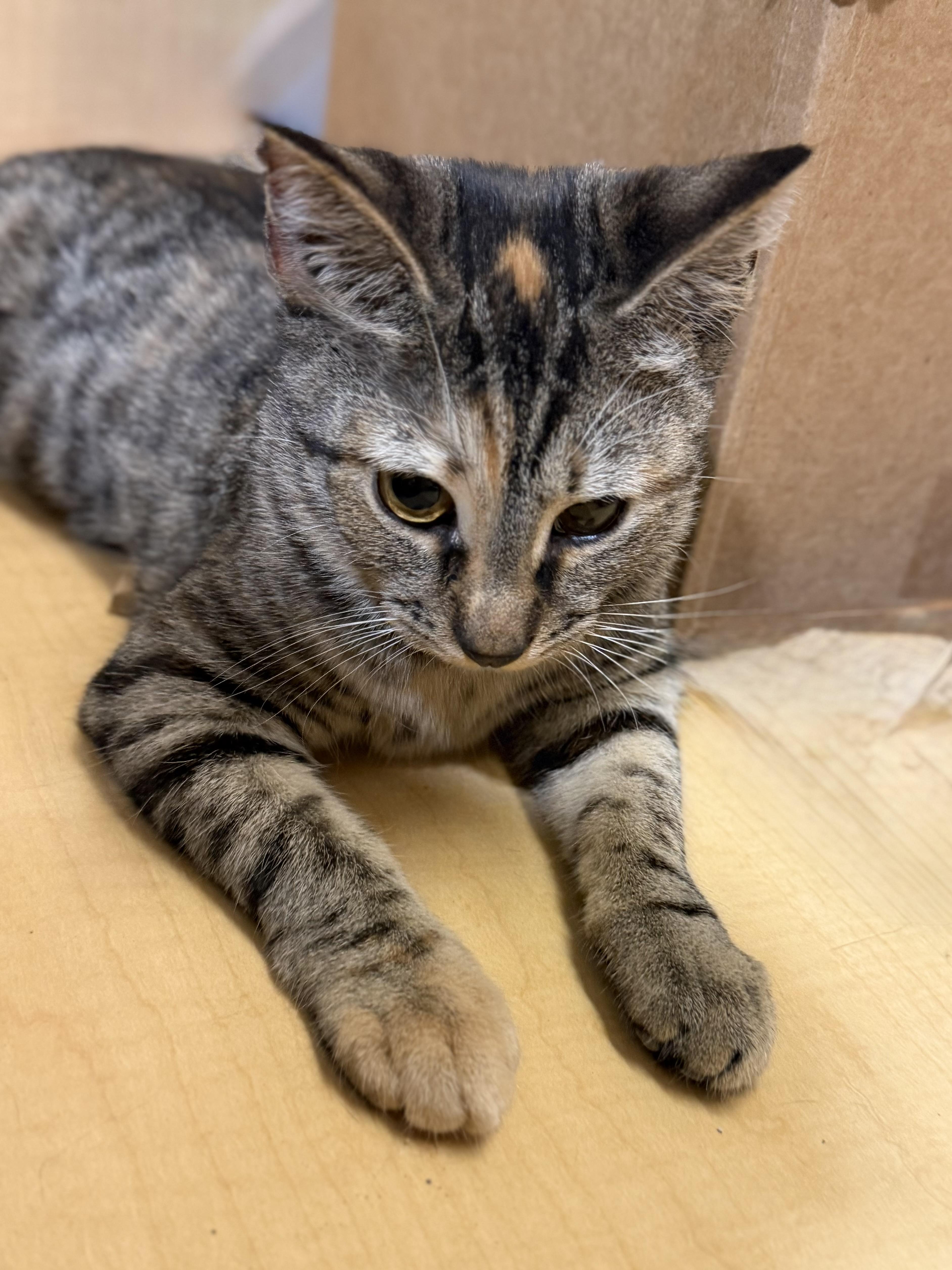 Stormy, Adoptable, Young Female British Shorthair.