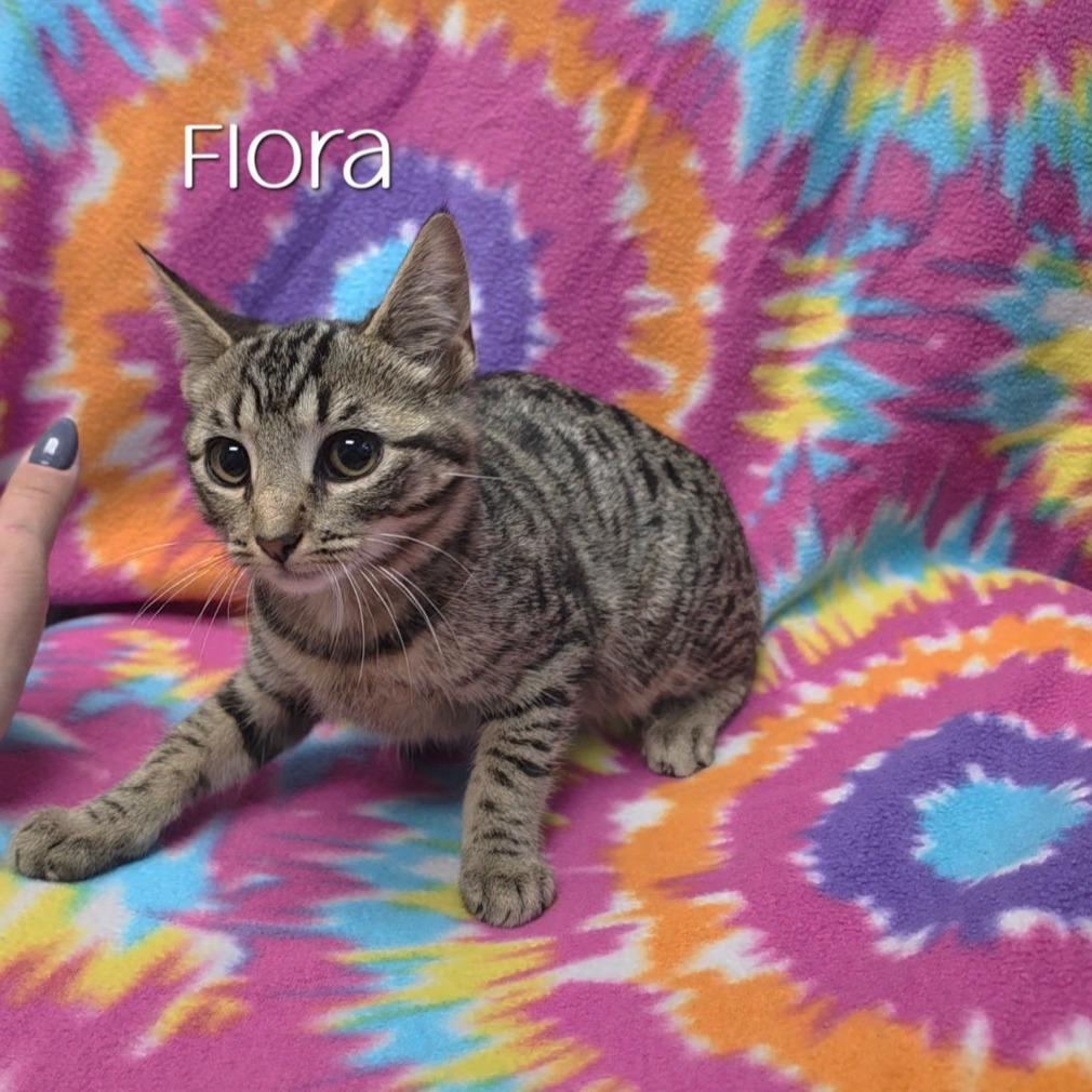 Enlarge Flora, a Adoptable Domestic Short Hair in Parkersburg, WV image 1/2