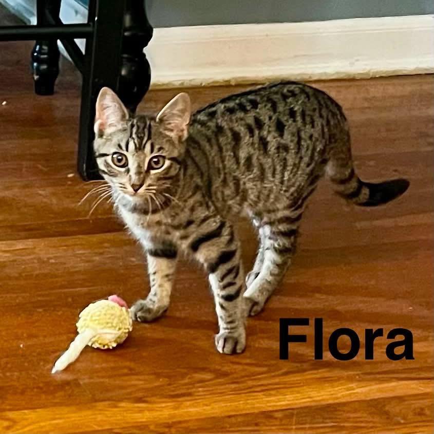 Enlarge Flora, a Adoptable Domestic Short Hair in Parkersburg, WV image 2/2