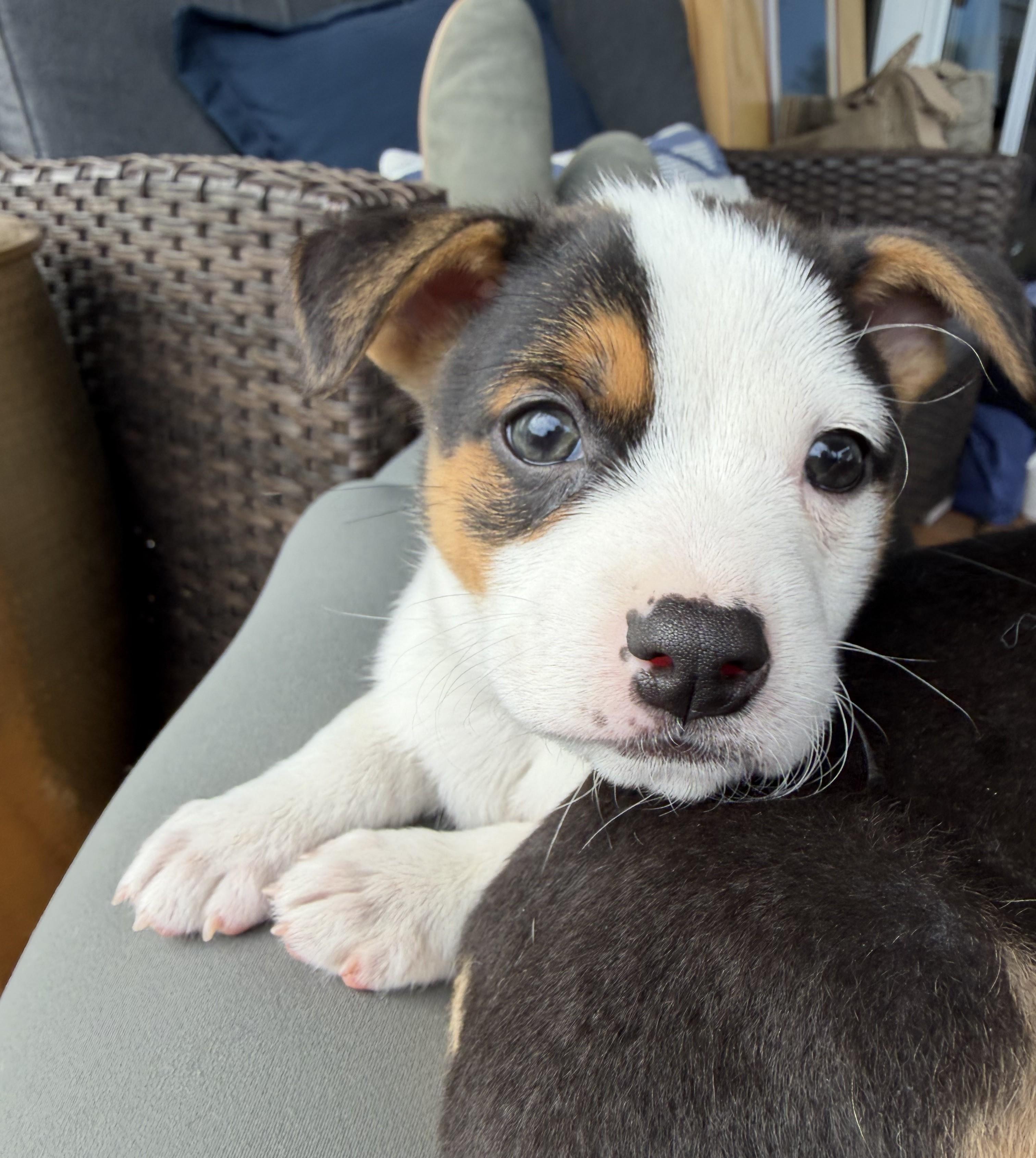Amara, adoptable, Puppy Female Beagle.