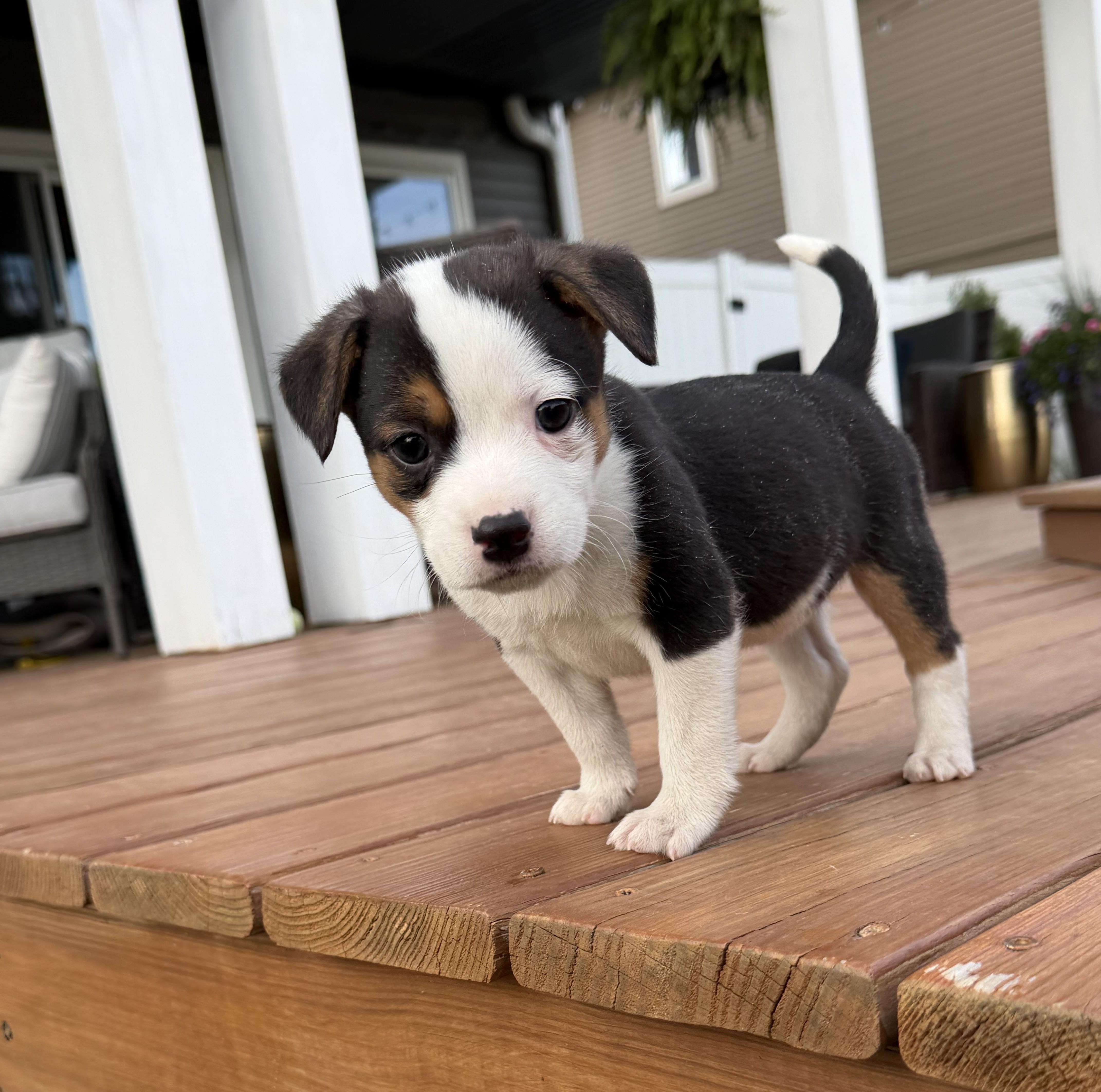 Amara, an adoptable mixed breed in Minneapolis, MN image 3/5