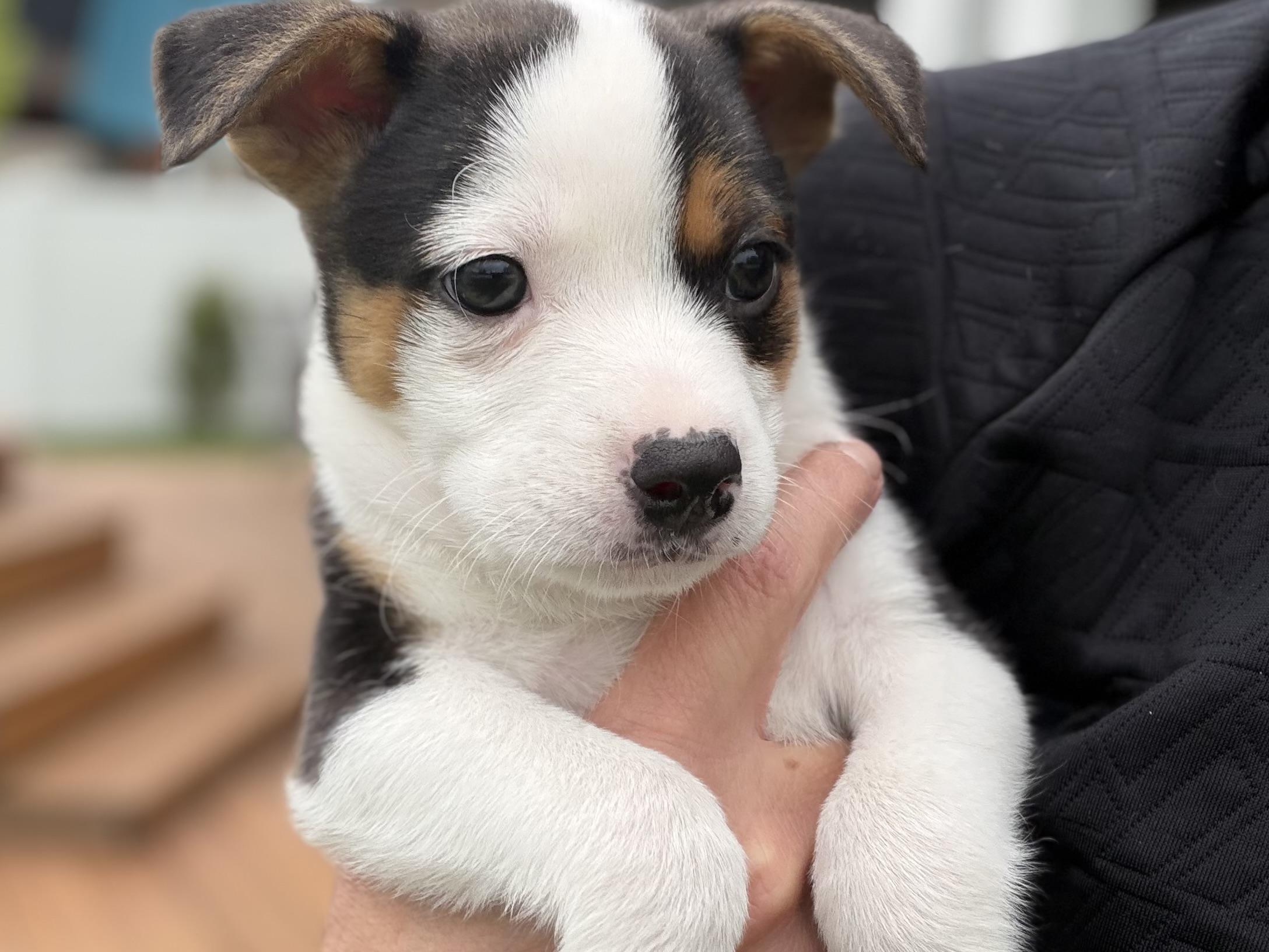 Amara, an adoptable mixed breed in Minneapolis, MN image 5/5