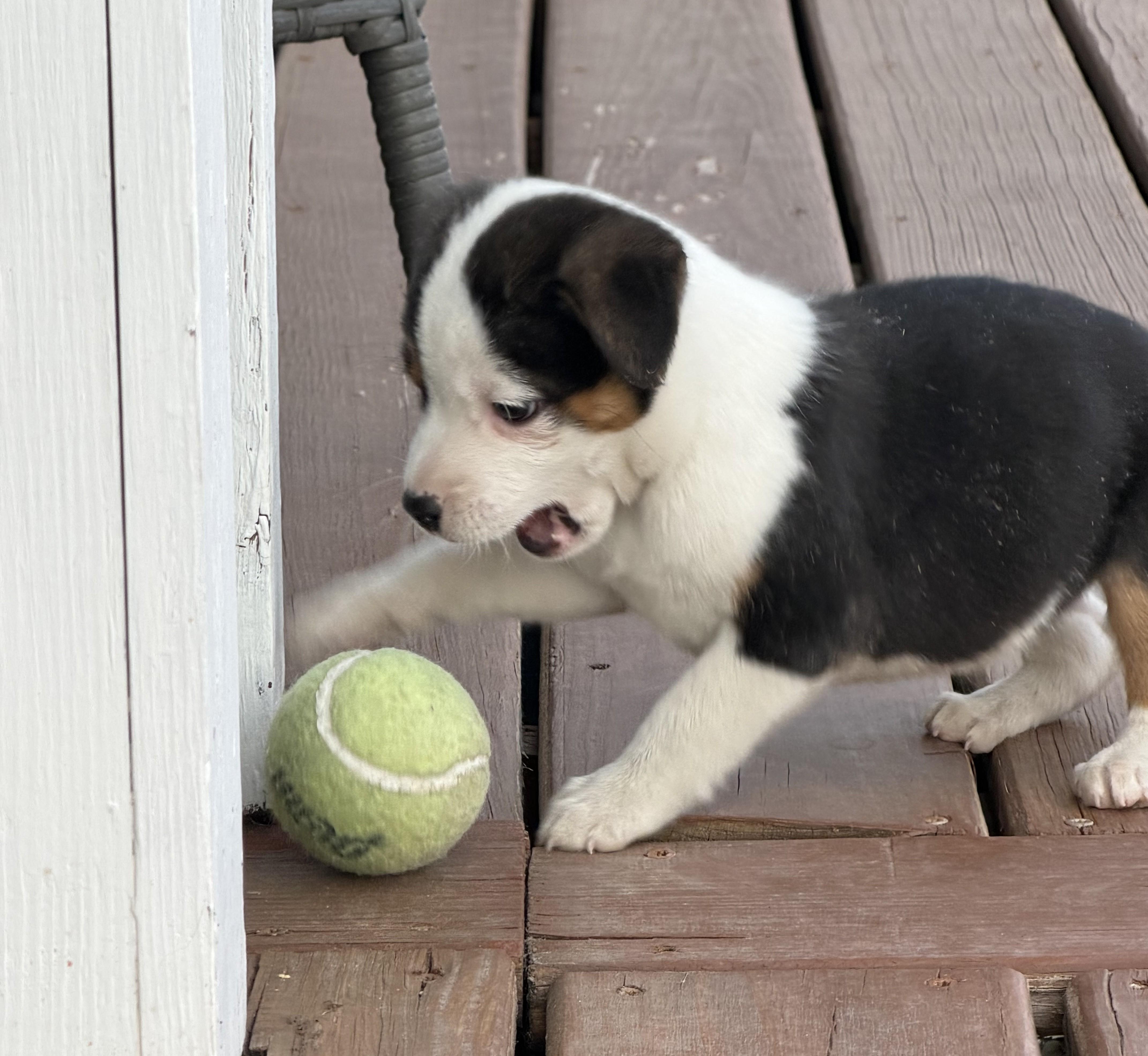 Amara, an adoptable mixed breed in Minneapolis, MN image 4/5