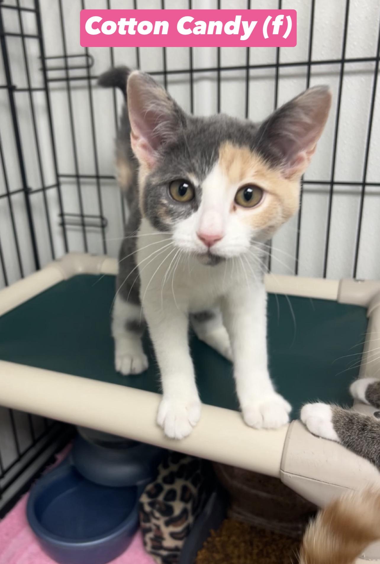 Cotton Candy, adopted, Kitten Female Domestic Short Hair.