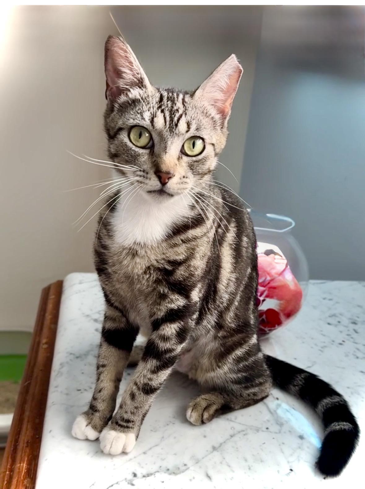 Enlarge Patches THE BEST KITTY, a Adoptable mixed breed in Montpelier, VT image 3/5