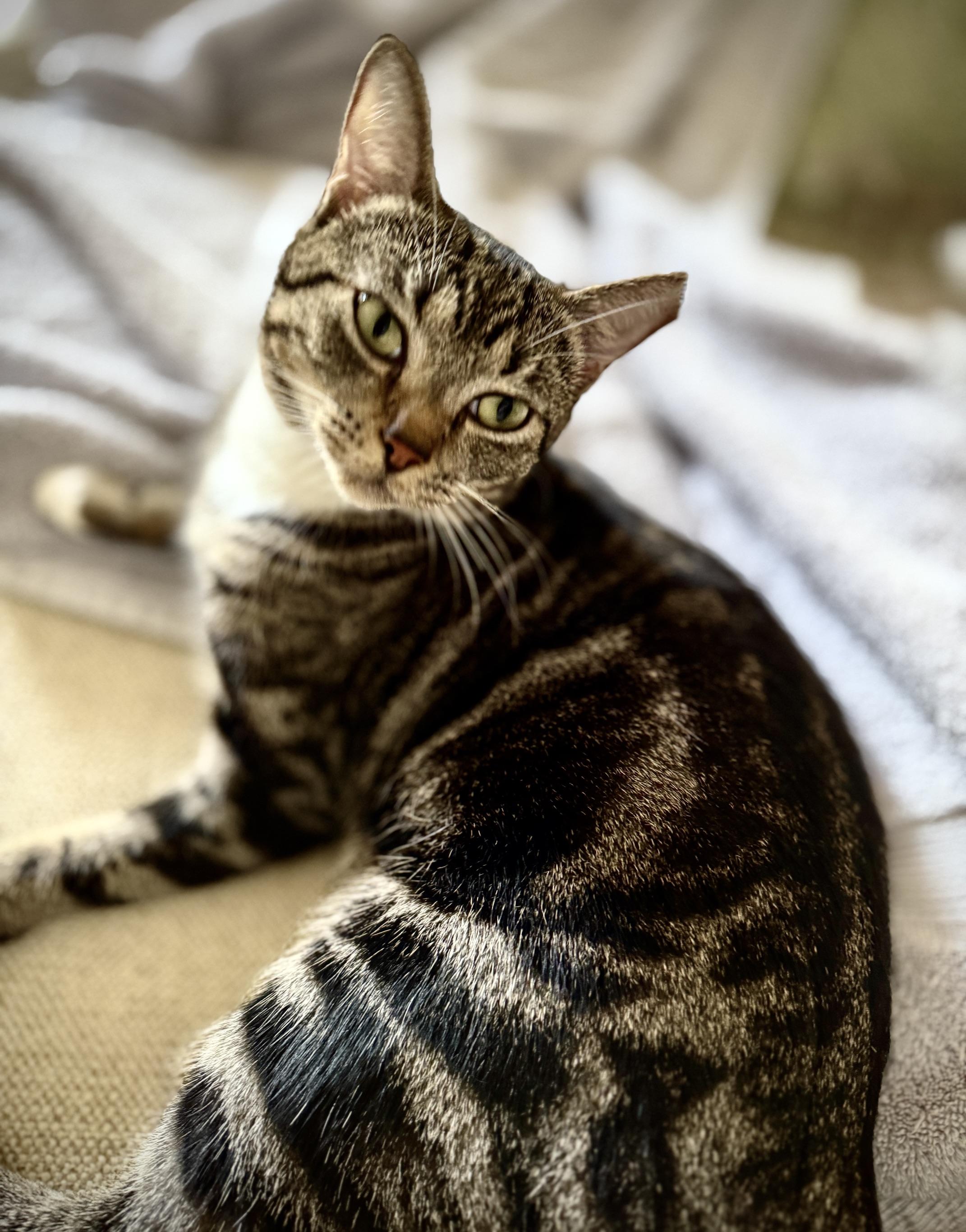 Enlarge Patches THE BEST KITTY, a Adoptable mixed breed in Montpelier, VT image 2/5
