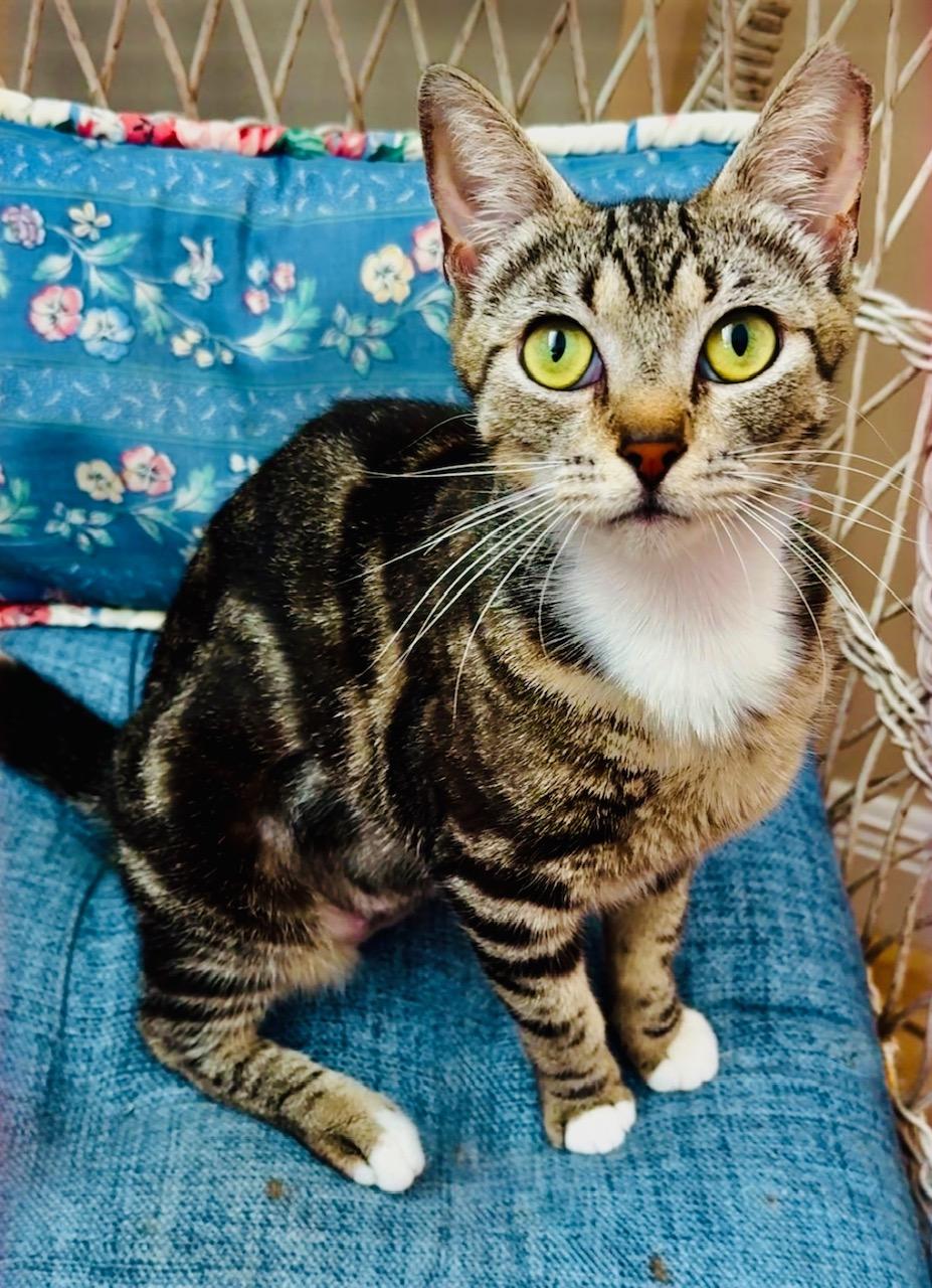 Patches THE BEST KITTY, Adoptable, Young Female Domestic Short Hair.