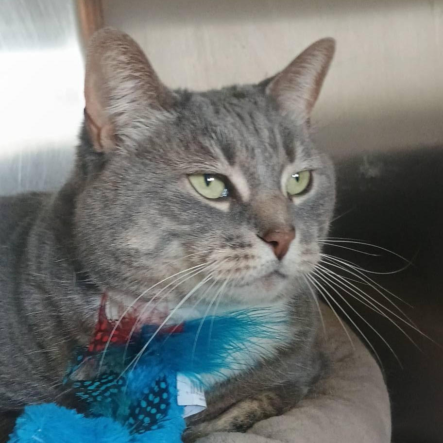 ANNABELLE, a ADOPTABLE Domestic Short Hair in Wolcott, VT image 2/3