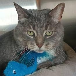 ANNABELLE, ADOPTABLE, Adult Female Domestic Short Hair.