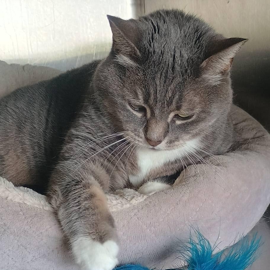 ANNABELLE, a ADOPTABLE Domestic Short Hair in Wolcott, VT image 3/3