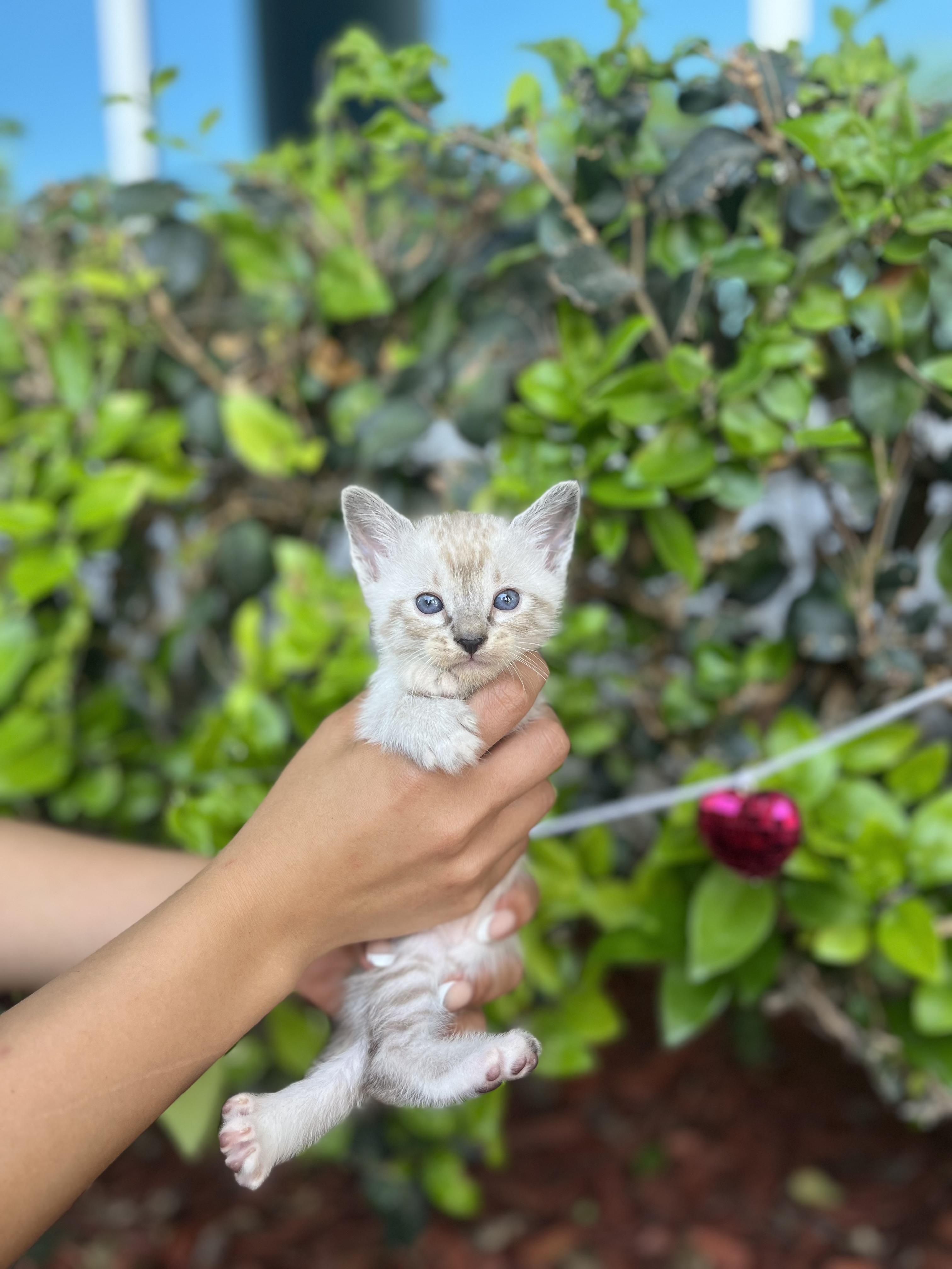 Enlarge Sombr, an adopted mixed breed in South El Monte, CA image 2/4