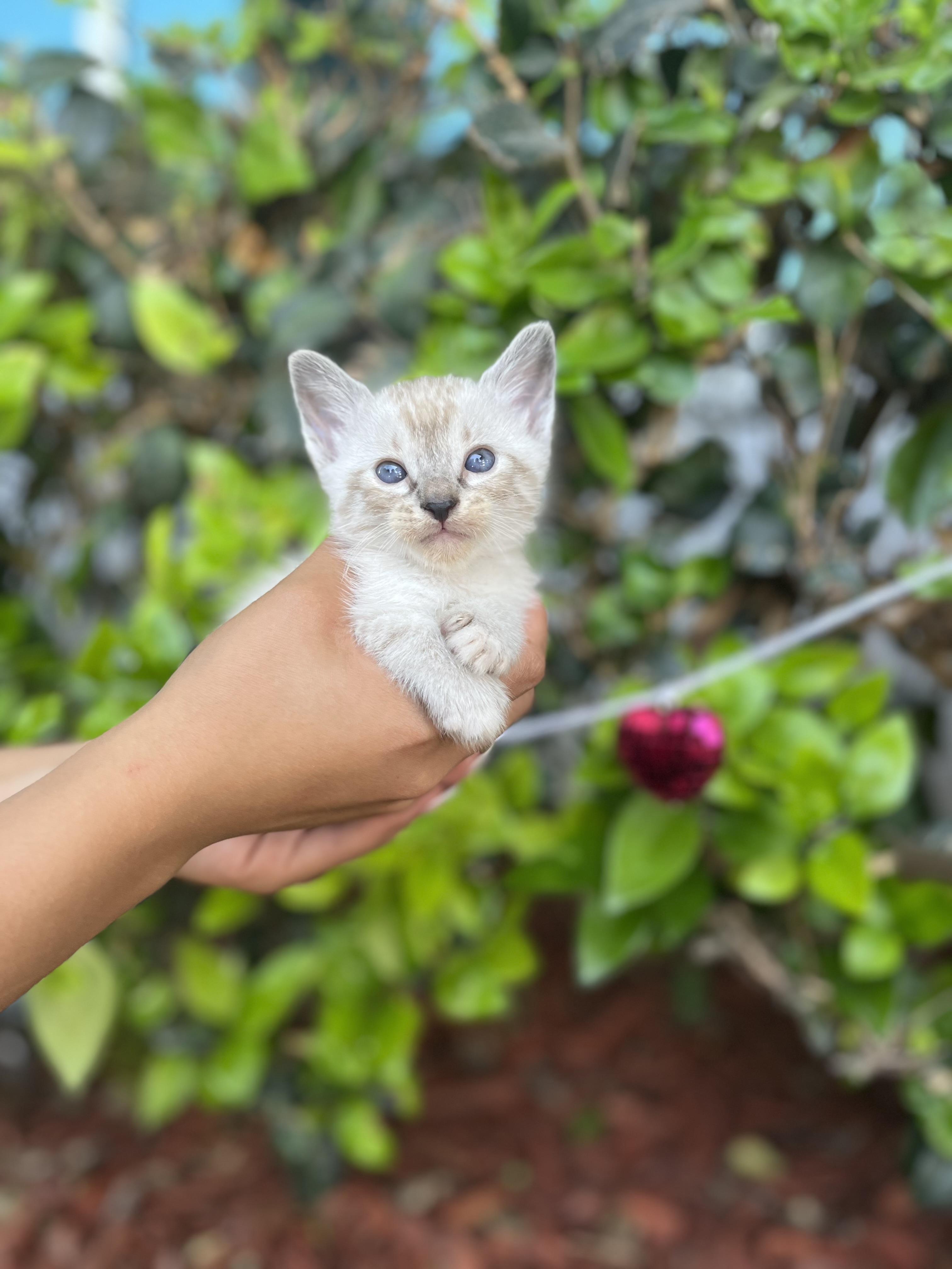 Enlarge Sombr, an adopted mixed breed in South El Monte, CA image 1/4