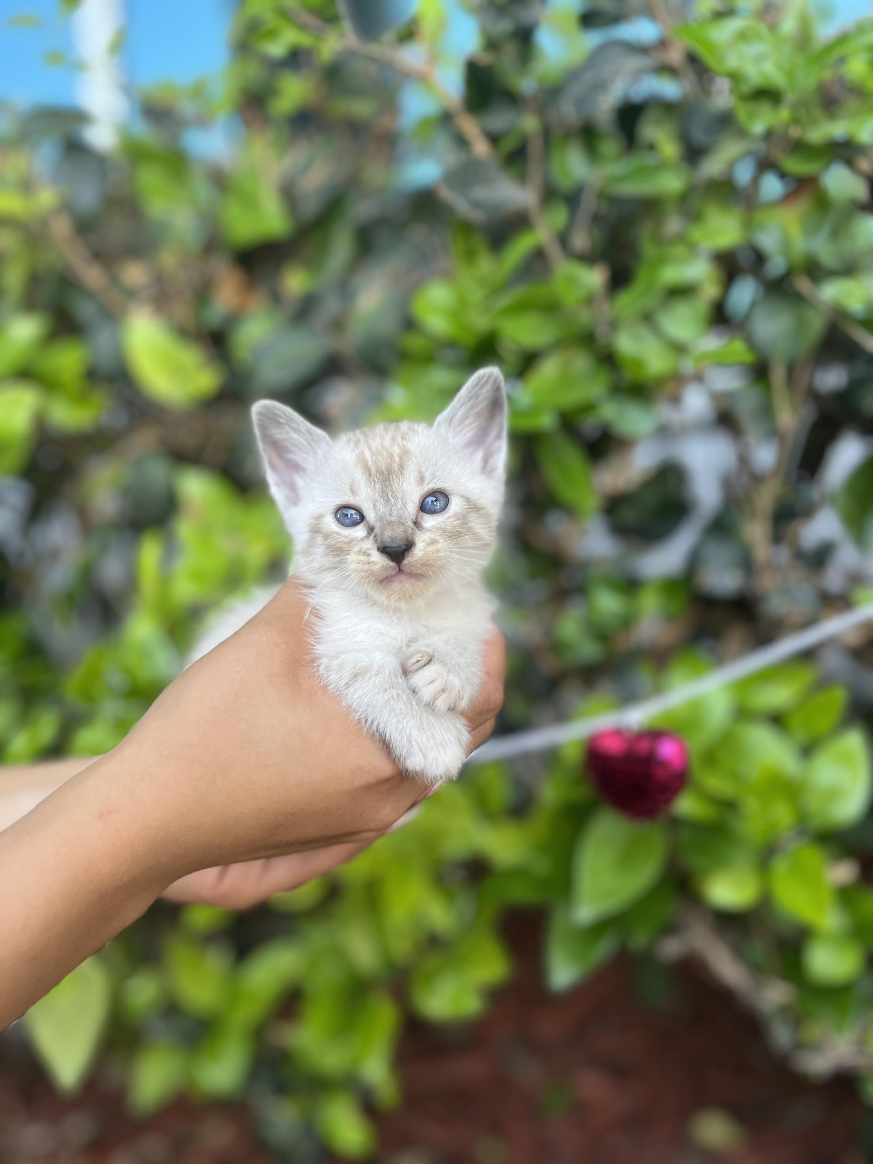 Enlarge Sombr, an adopted mixed breed in South El Monte, CA image 4/4