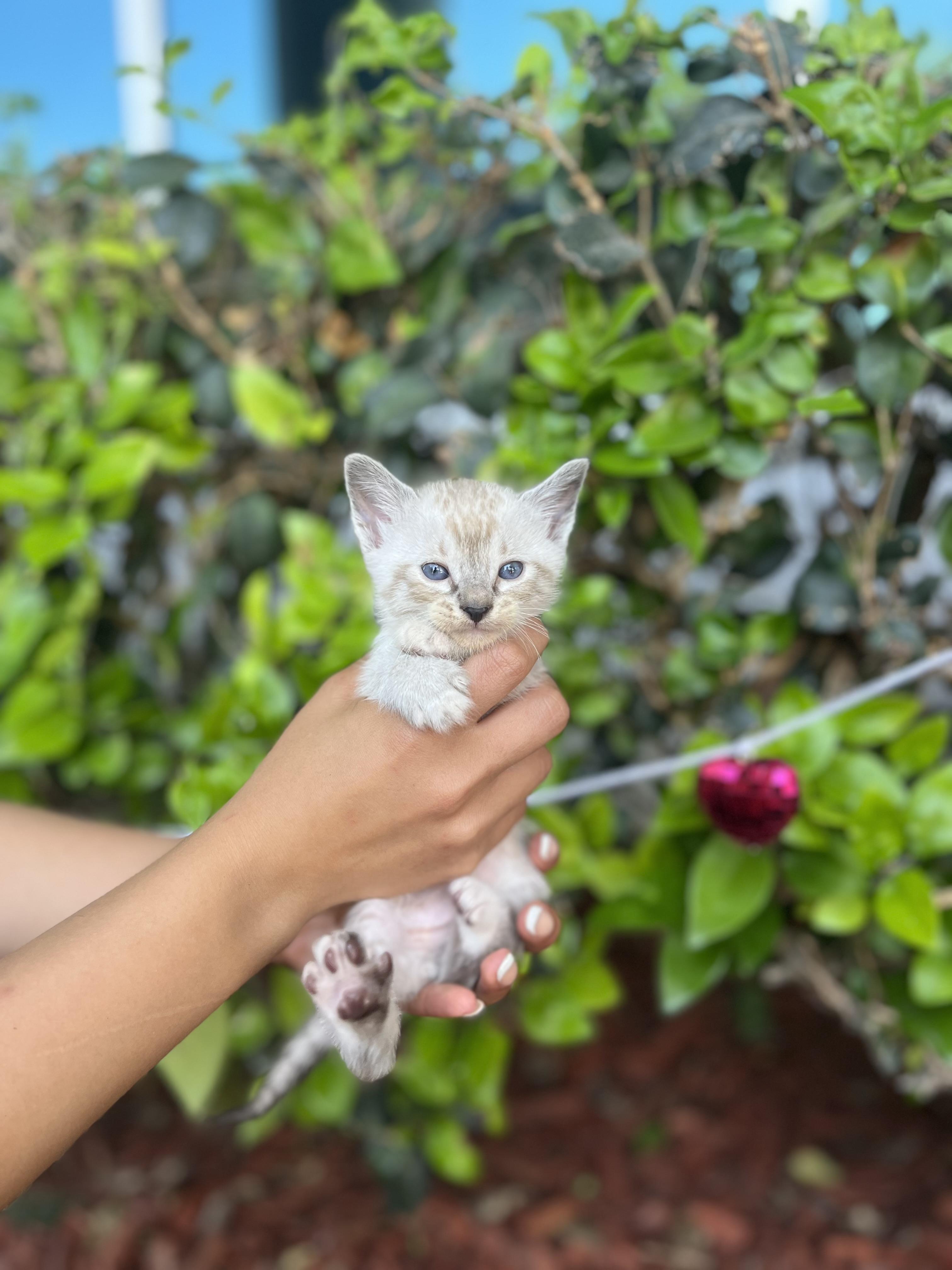 Enlarge Sombr, an adopted mixed breed in South El Monte, CA image 3/4
