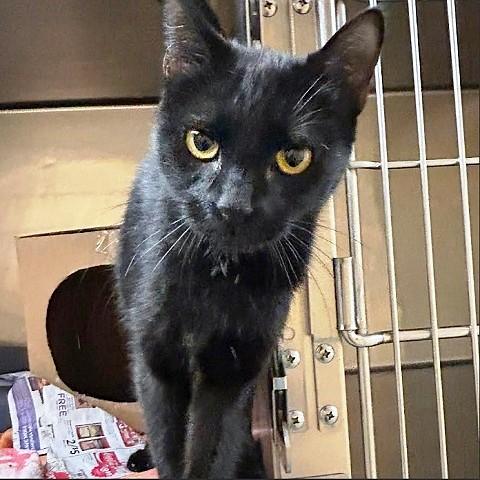 Enlarge Selena, a ADOPTABLE Domestic Short Hair in Salt Lake City, UT image 1/1