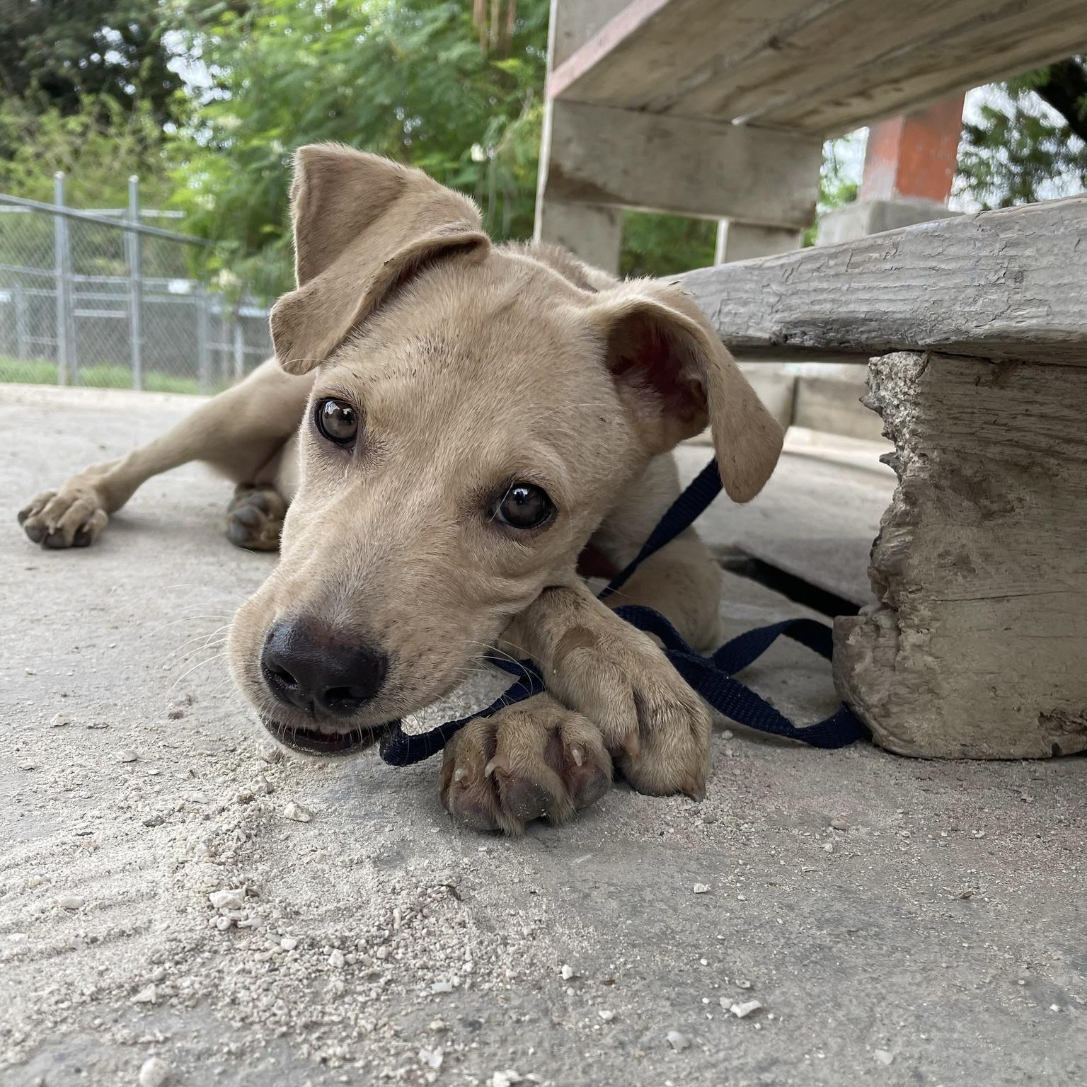 Lou (20251019-01) — thumbnail 3