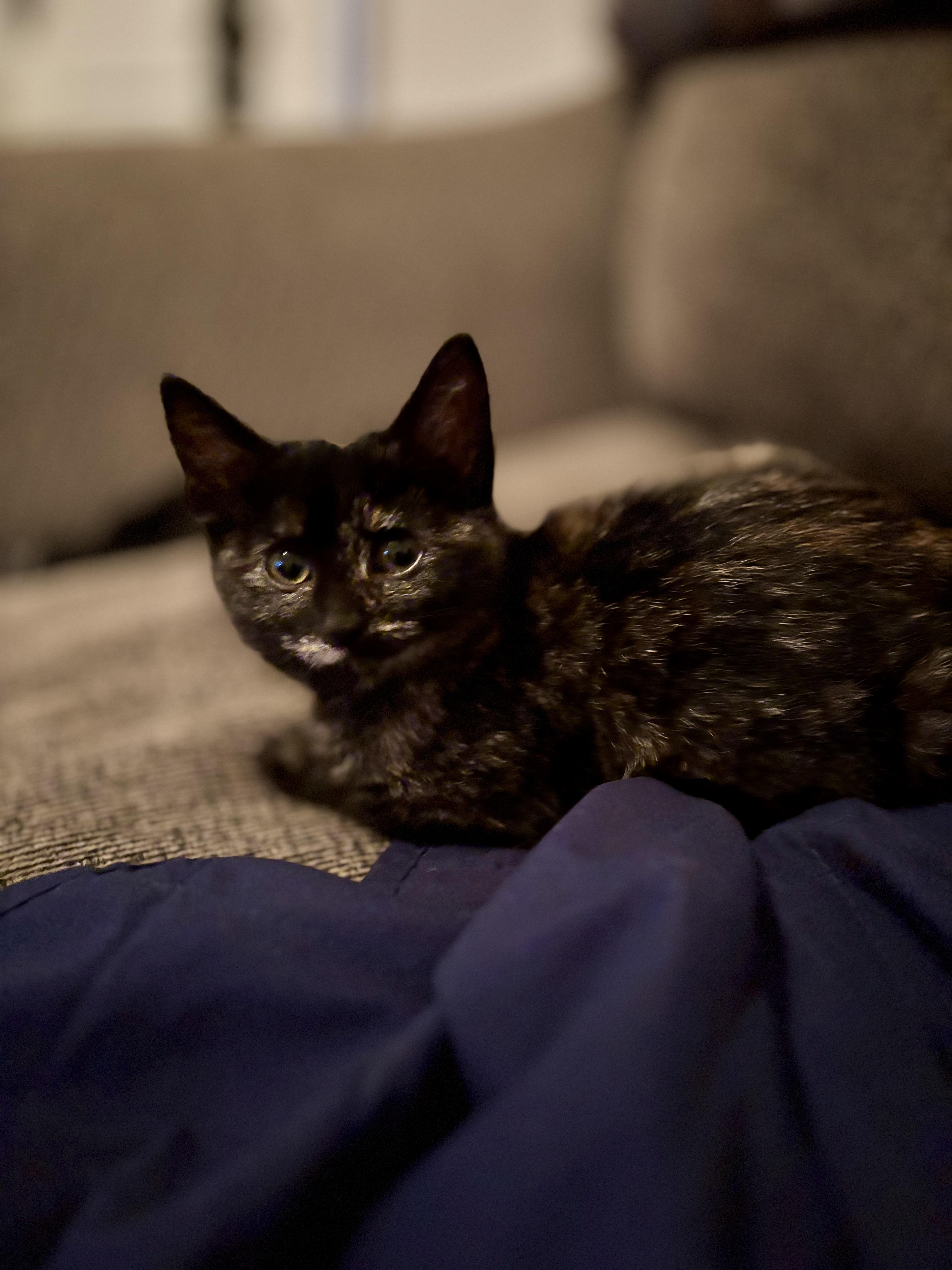 Dolly, Adoptable, Kitten Female Tortoiseshell.