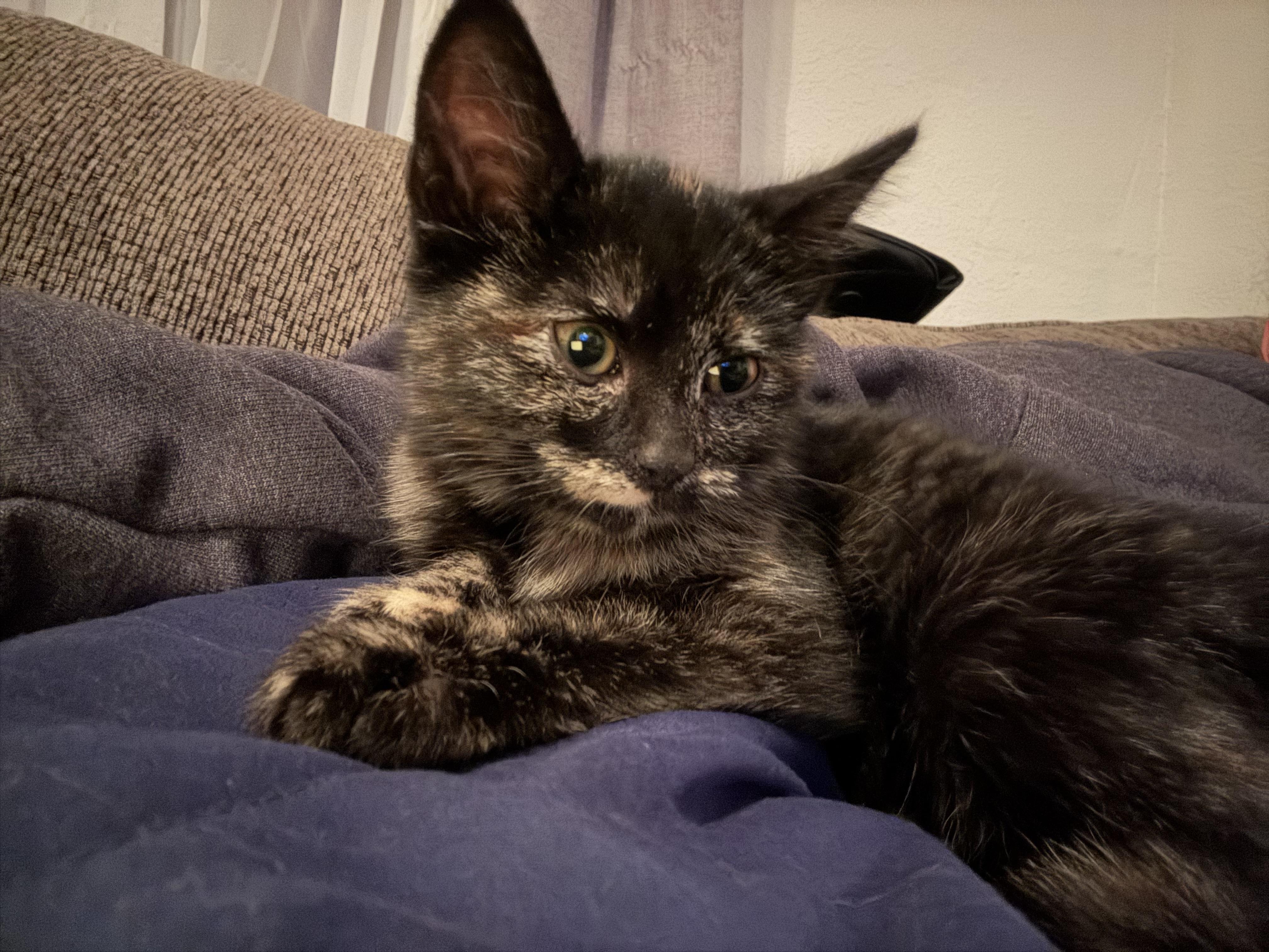 Dolly, a Adoptable Tortoiseshell in Aurora, CO image 2/5