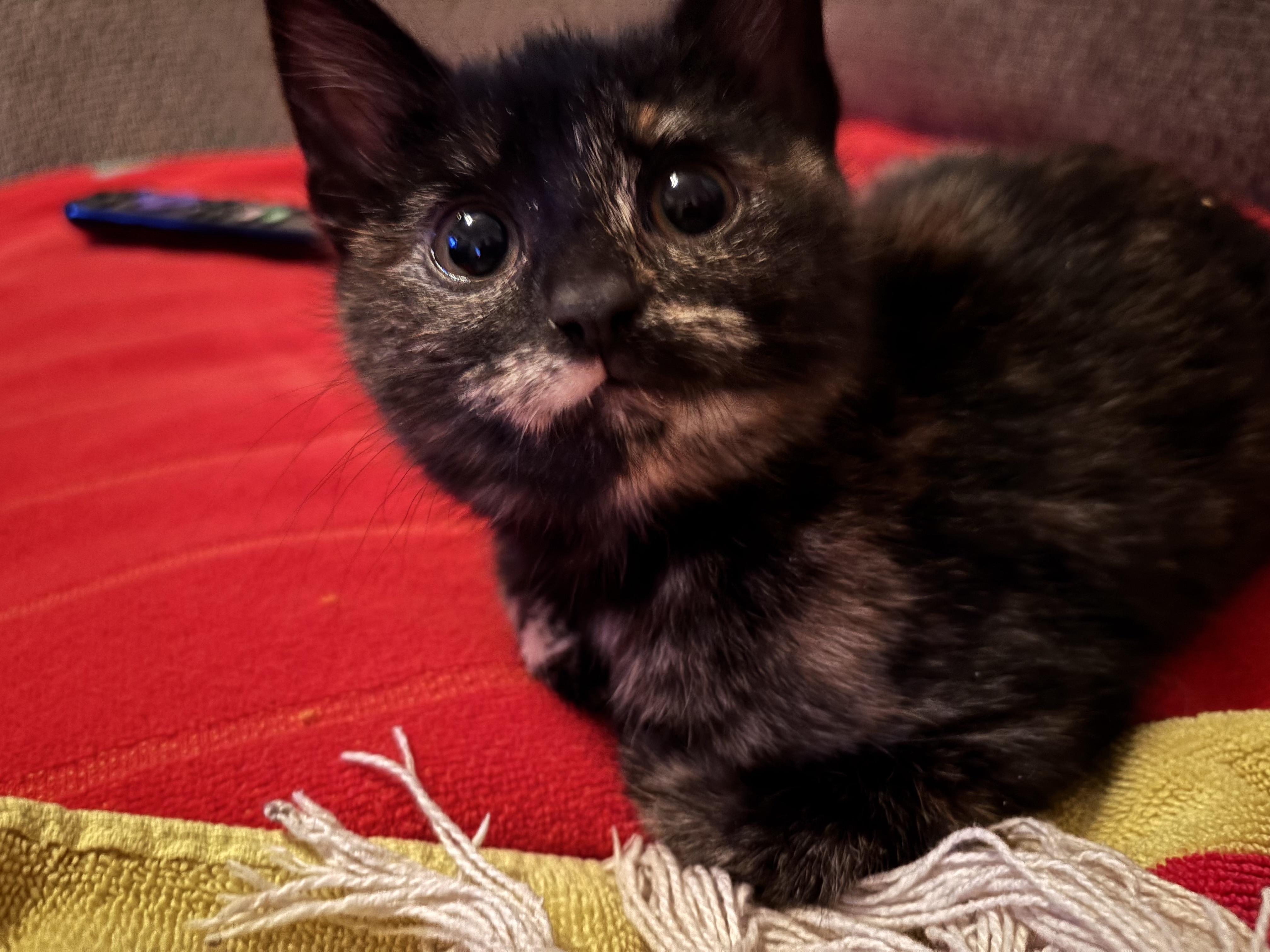 Dolly, a Adoptable Tortoiseshell in Aurora, CO image 3/5