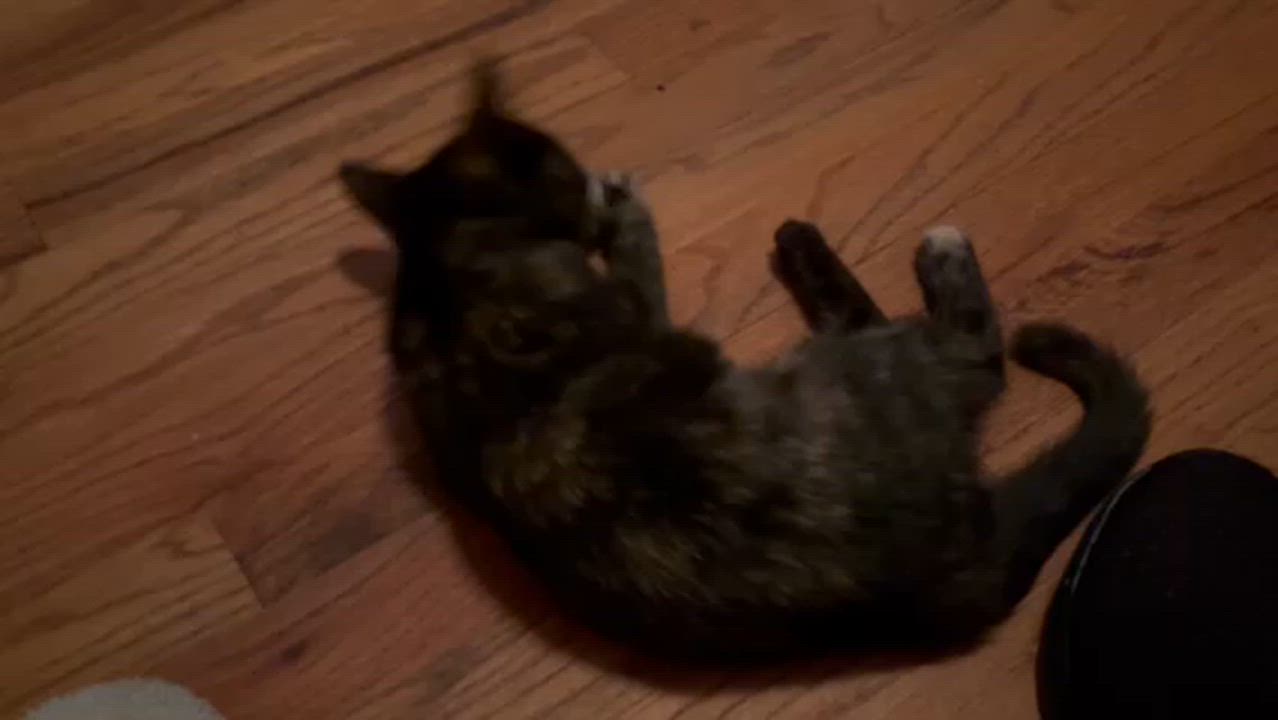 Enlarge Dolly, a Adoptable Tortoiseshell in Aurora, CO video 5/5