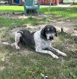 Enlarge Honcho, a Adoptable mixed breed in Hot Springs, AR image 1/1