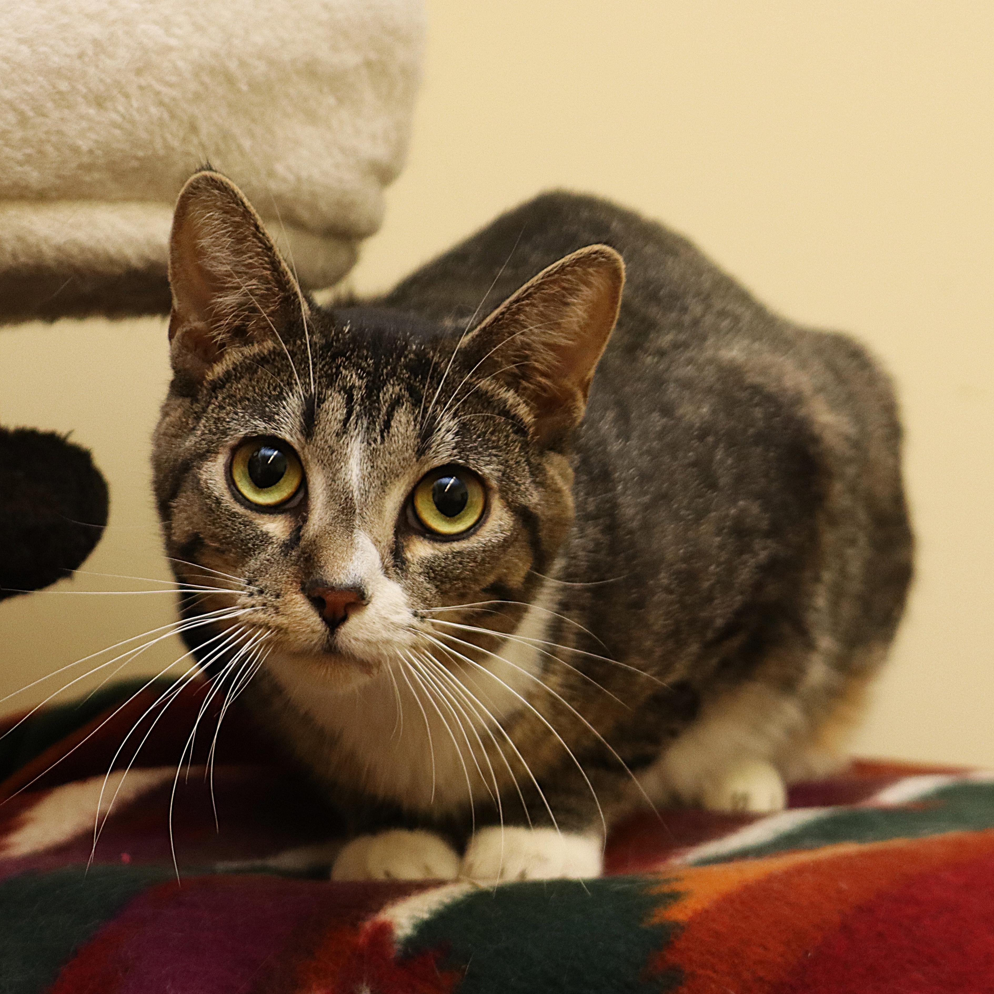 Sissy, an adoptable Domestic Short Hair in Rochester, MN image 3/3