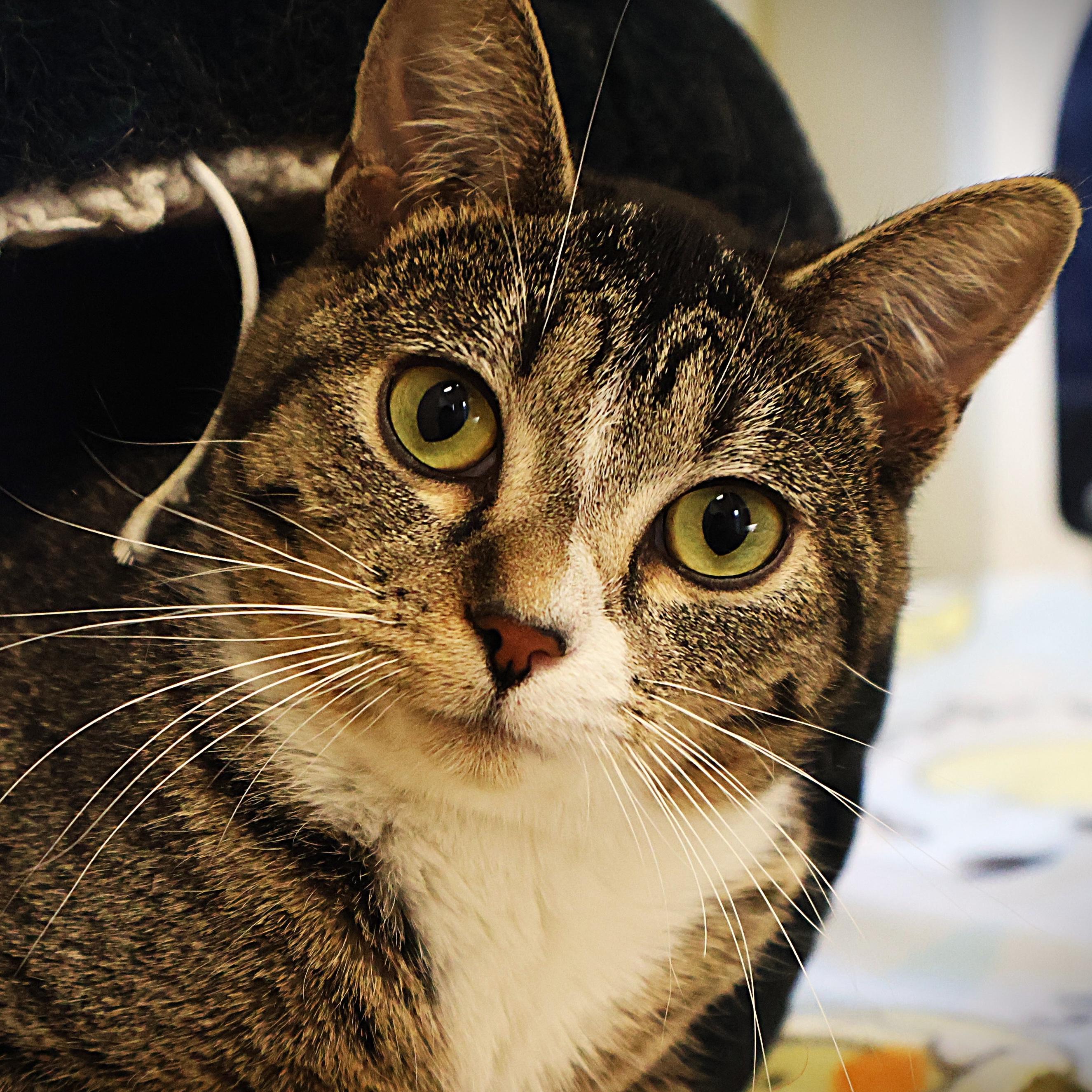 Sissy, an adoptable Domestic Short Hair in Rochester, MN image 1/2
