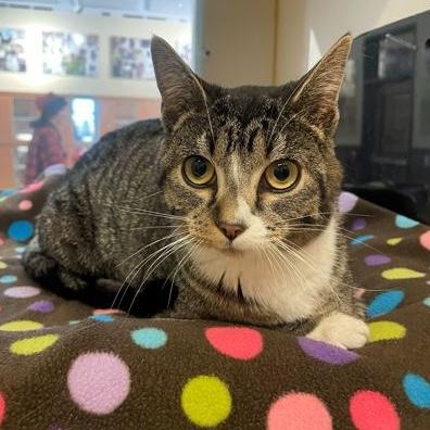 Sissy, an adoptable Domestic Short Hair in Rochester, MN image 2/2