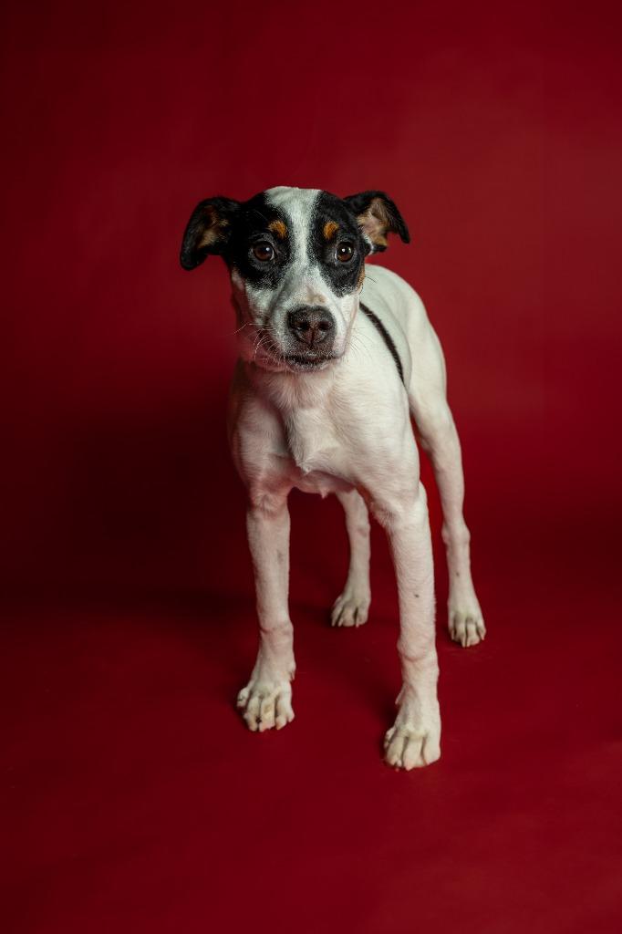 Enlarge Missy, an adoptable mixed breed in Tyler, TX image 1/5