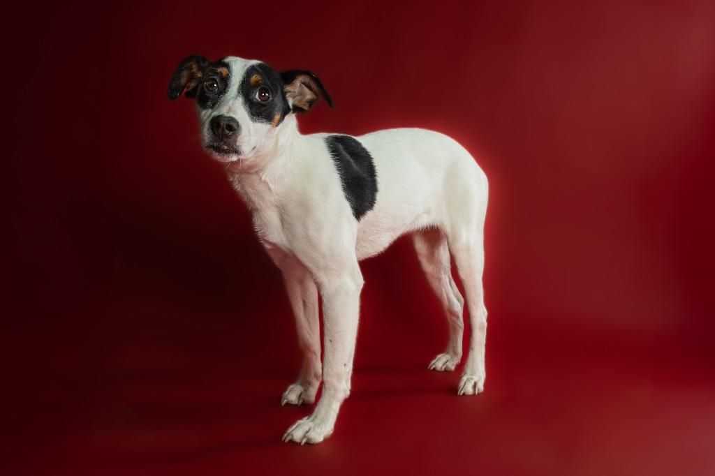 Enlarge Missy, an adoptable mixed breed in Tyler, TX image 3/5