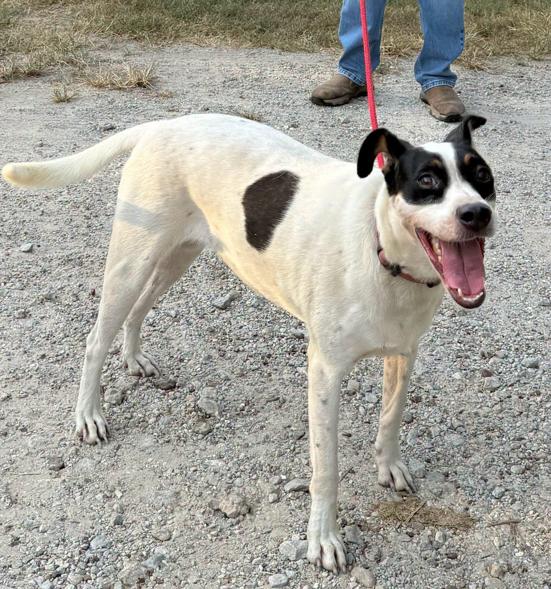 Missy, adoptable, Young Female Jack Russell Terrier.
