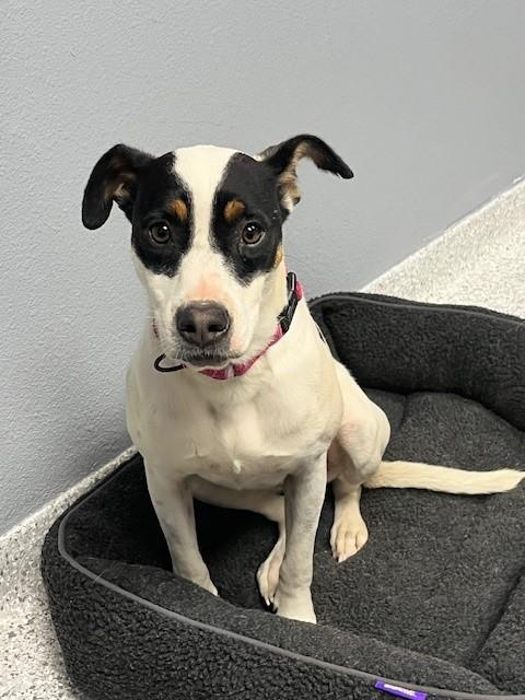 Enlarge Missy, an adoptable mixed breed in Tyler, TX image 5/5