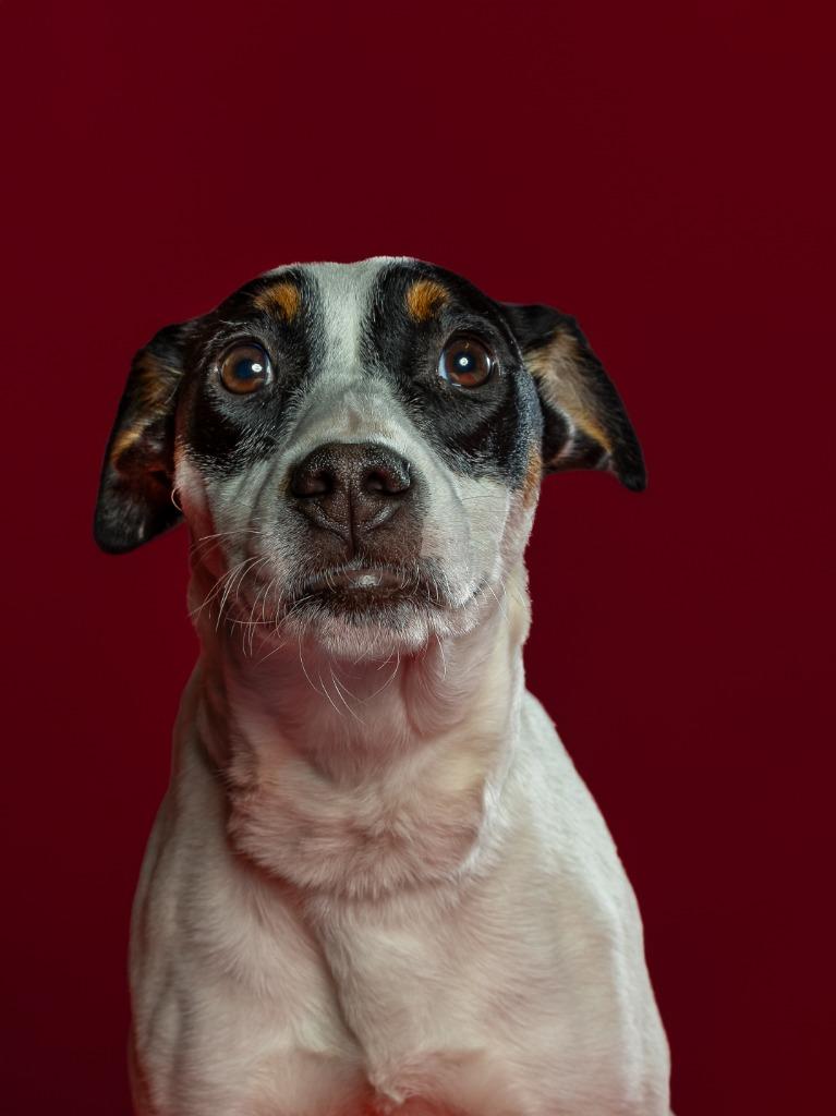 Enlarge Missy, an adoptable mixed breed in Tyler, TX image 2/5