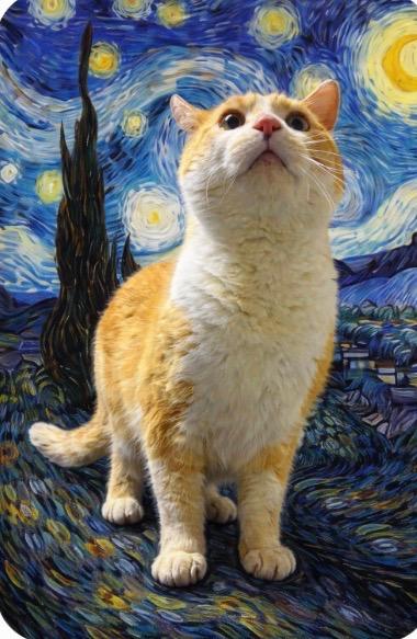 Alani Popoki, ADOPTABLE, Adult Male Domestic Short Hair.