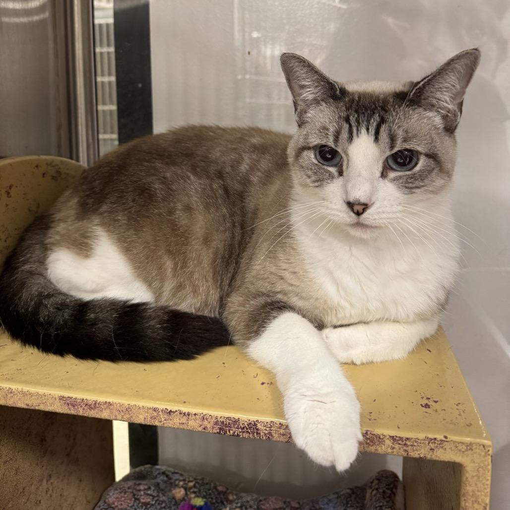 Angel, ADOPTABLE, Adult Female Domestic Short Hair.