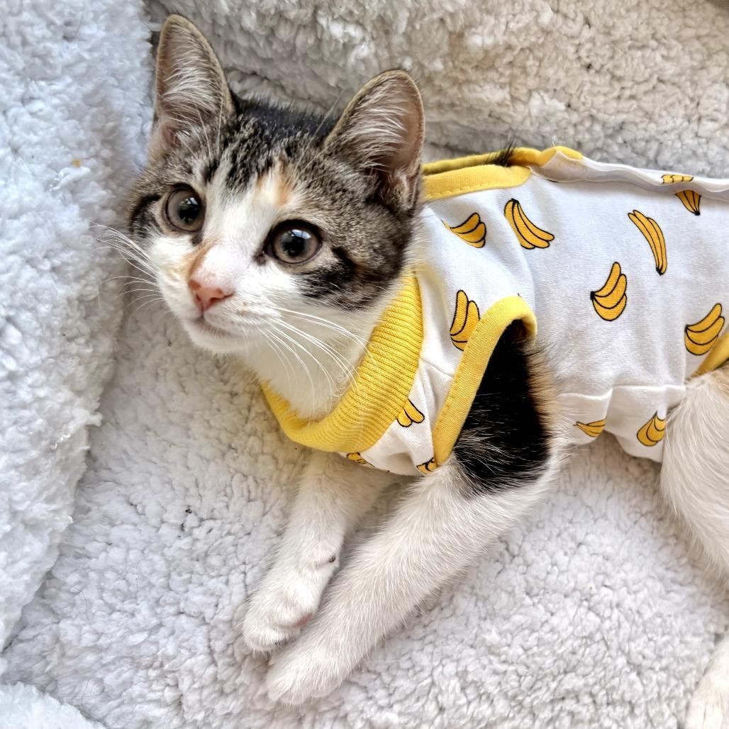 Enlarge Molly, a ADOPTABLE Domestic Short Hair in Parkland, FL image 3/5