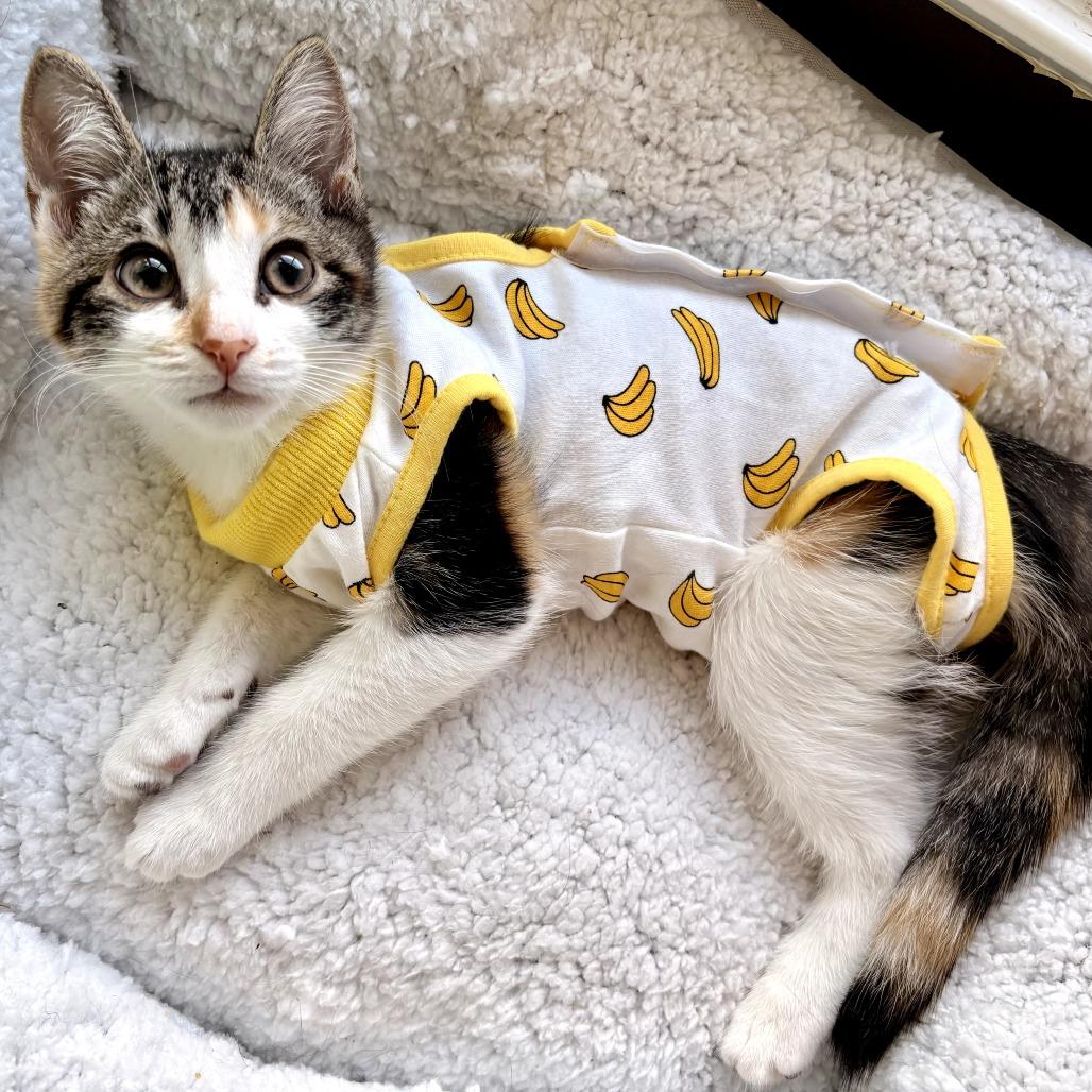 Molly, ADOPTABLE, Young Female Domestic Short Hair.