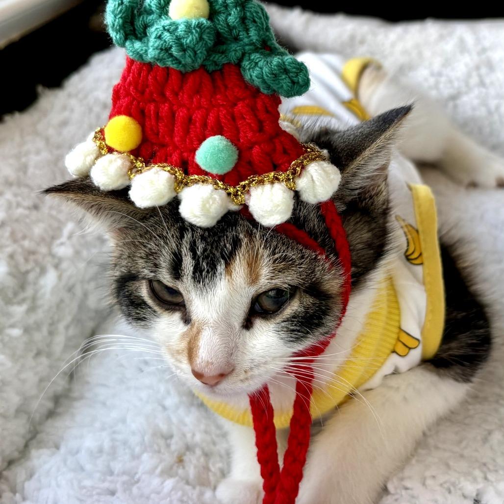 Enlarge Molly, a ADOPTABLE Domestic Short Hair in Parkland, FL image 2/5