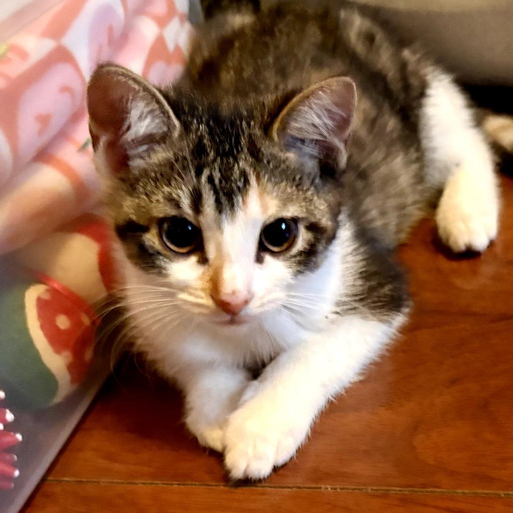 Enlarge Molly, a ADOPTABLE Domestic Short Hair in Parkland, FL image 5/5