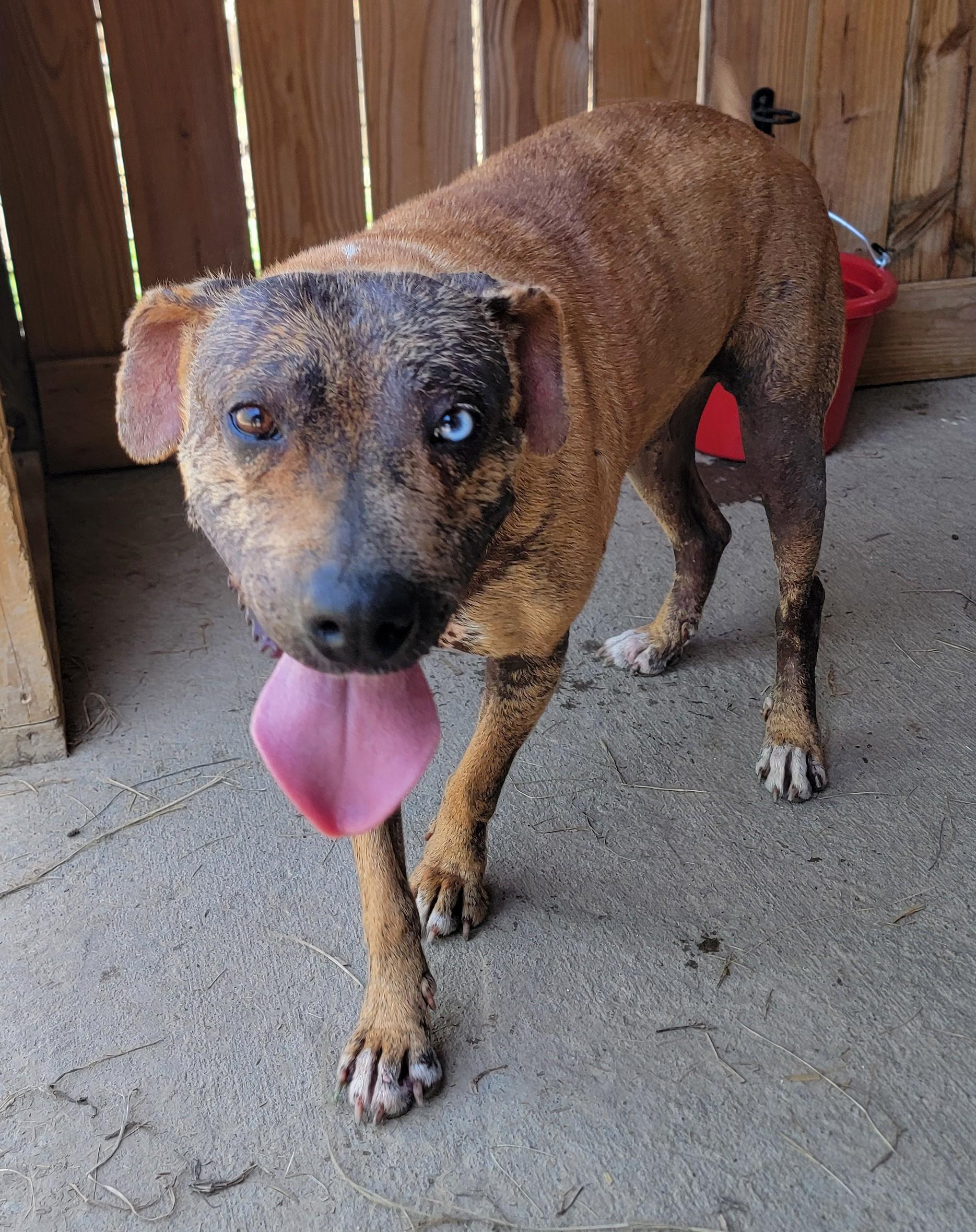 Gracie, an adopted Xoloitzcuintli / Mexican Hairless in Mount Sterling, KY image 6/6