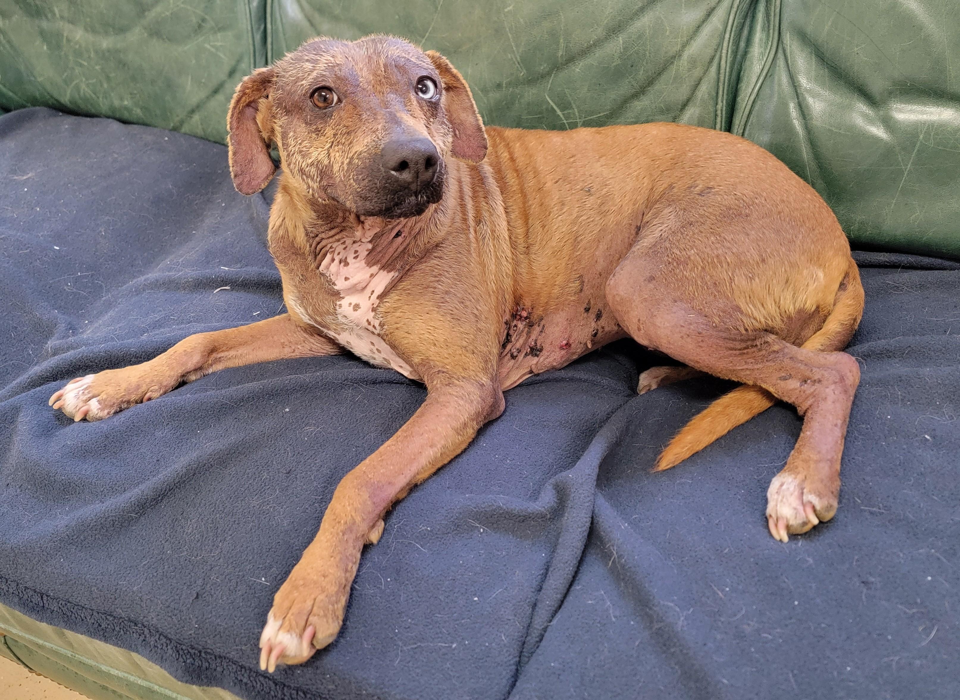 Gracie, an adopted Xoloitzcuintli / Mexican Hairless in Mount Sterling, KY image 3/6