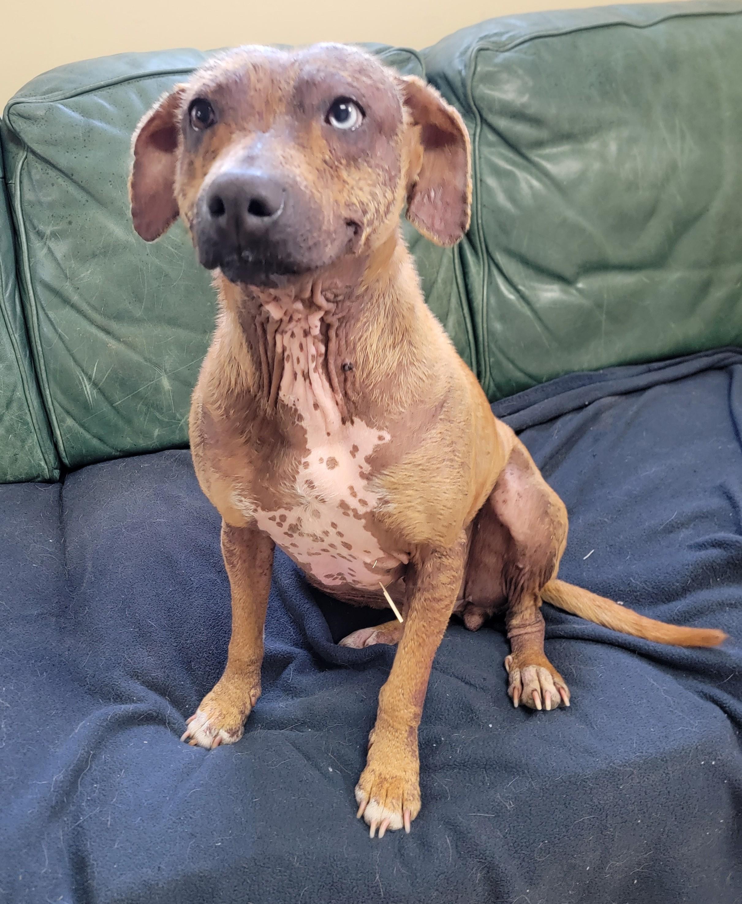 Gracie, an adopted Xoloitzcuintli / Mexican Hairless in Mount Sterling, KY image 2/6