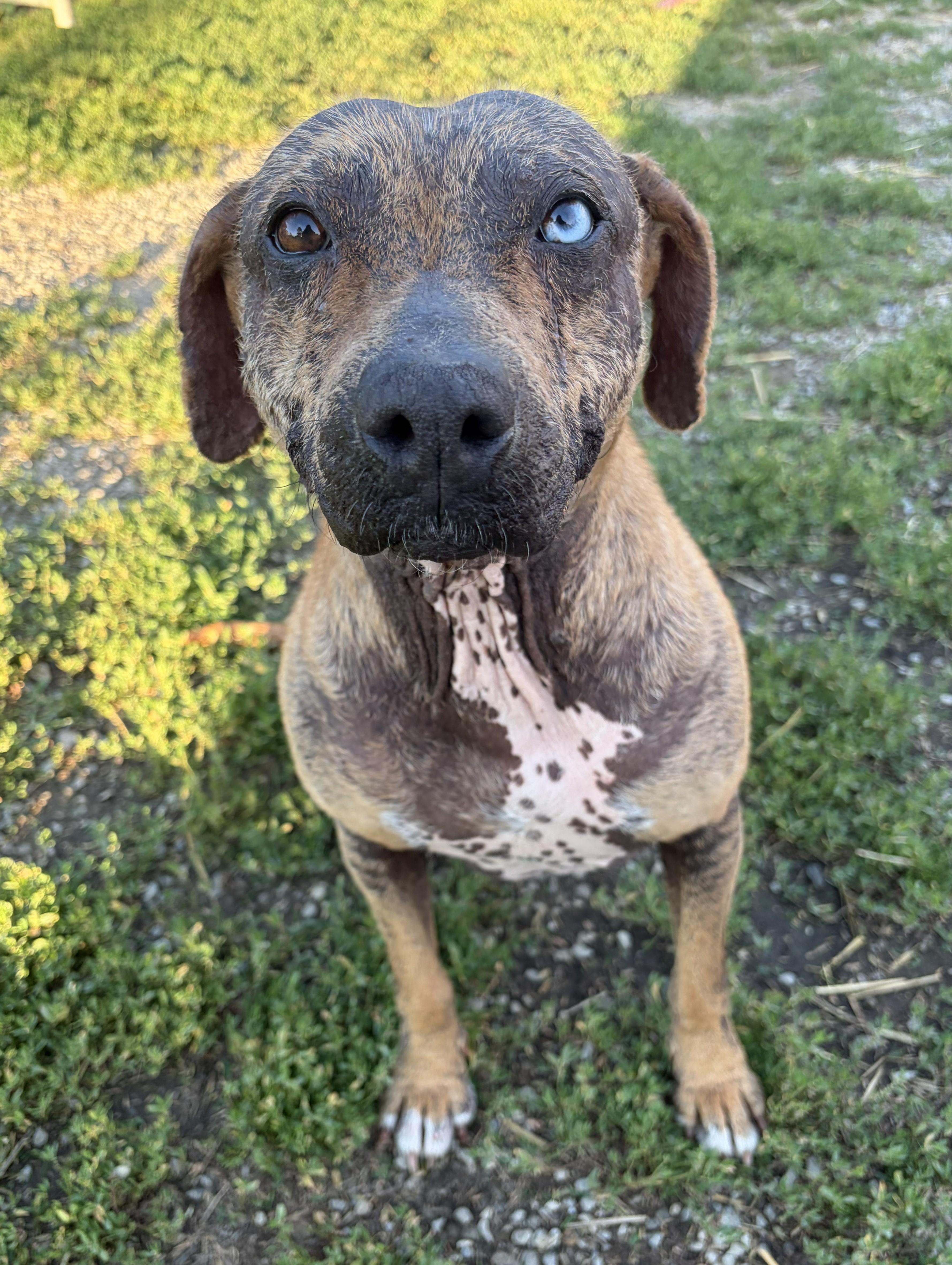 Gracie, an adopted Xoloitzcuintli / Mexican Hairless in Mount Sterling, KY image 4/6