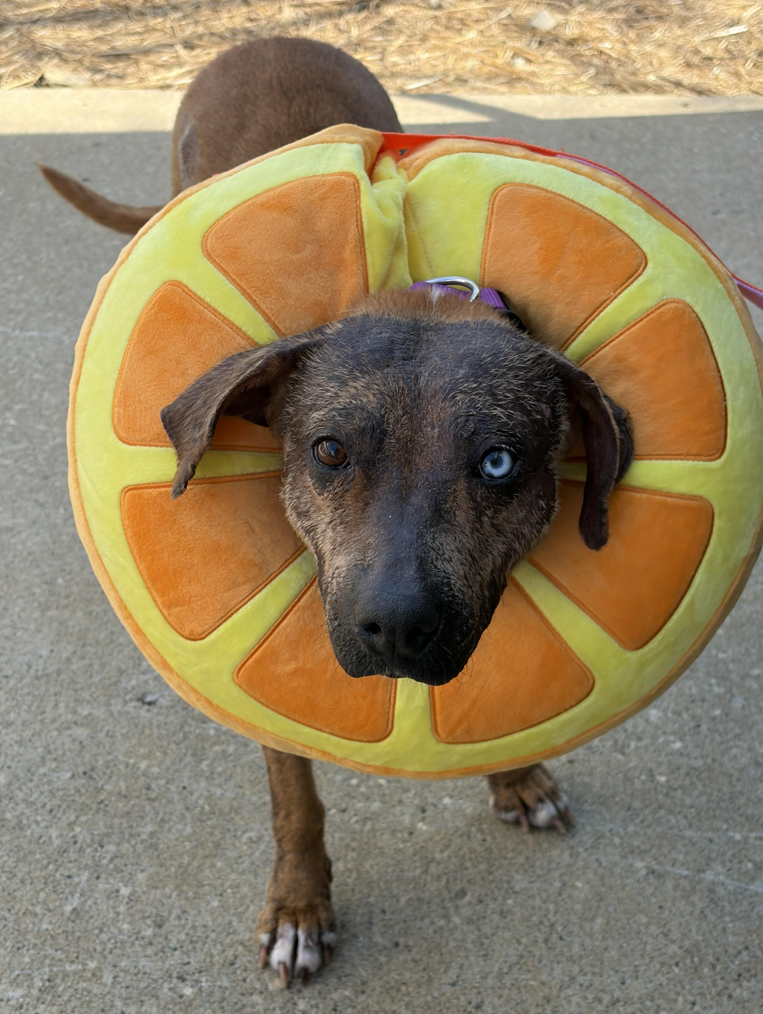 Gracie, an adopted Xoloitzcuintli / Mexican Hairless in Mount Sterling, KY image 1/6