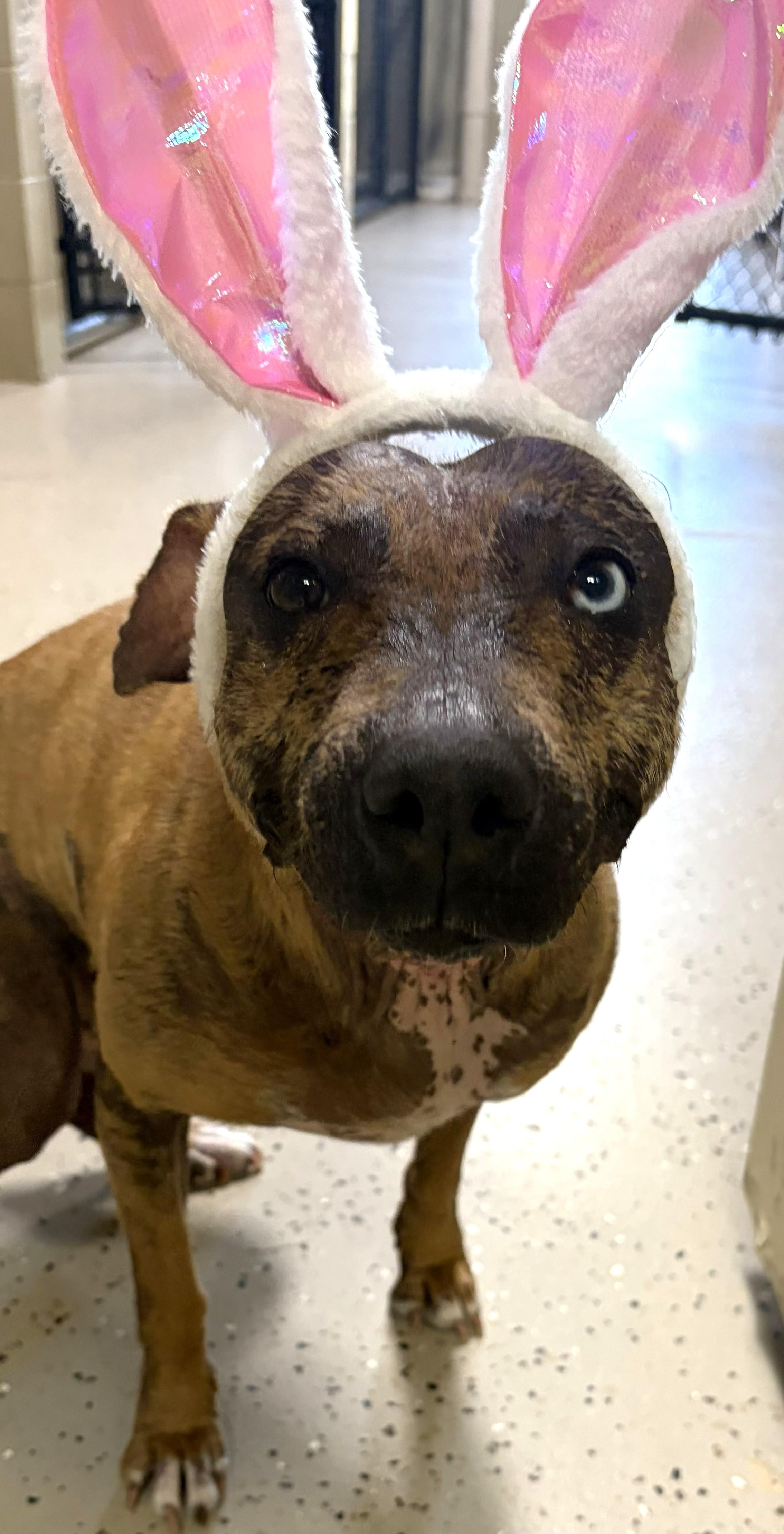 Gracie, an adopted Xoloitzcuintli / Mexican Hairless in Mount Sterling, KY image 5/6