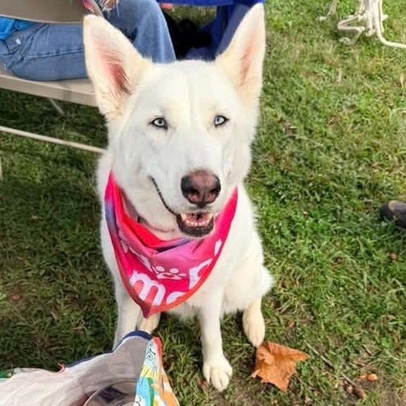 Enlarge Rosie, a Adopted Husky in Prince Frederick, MD image 1/5