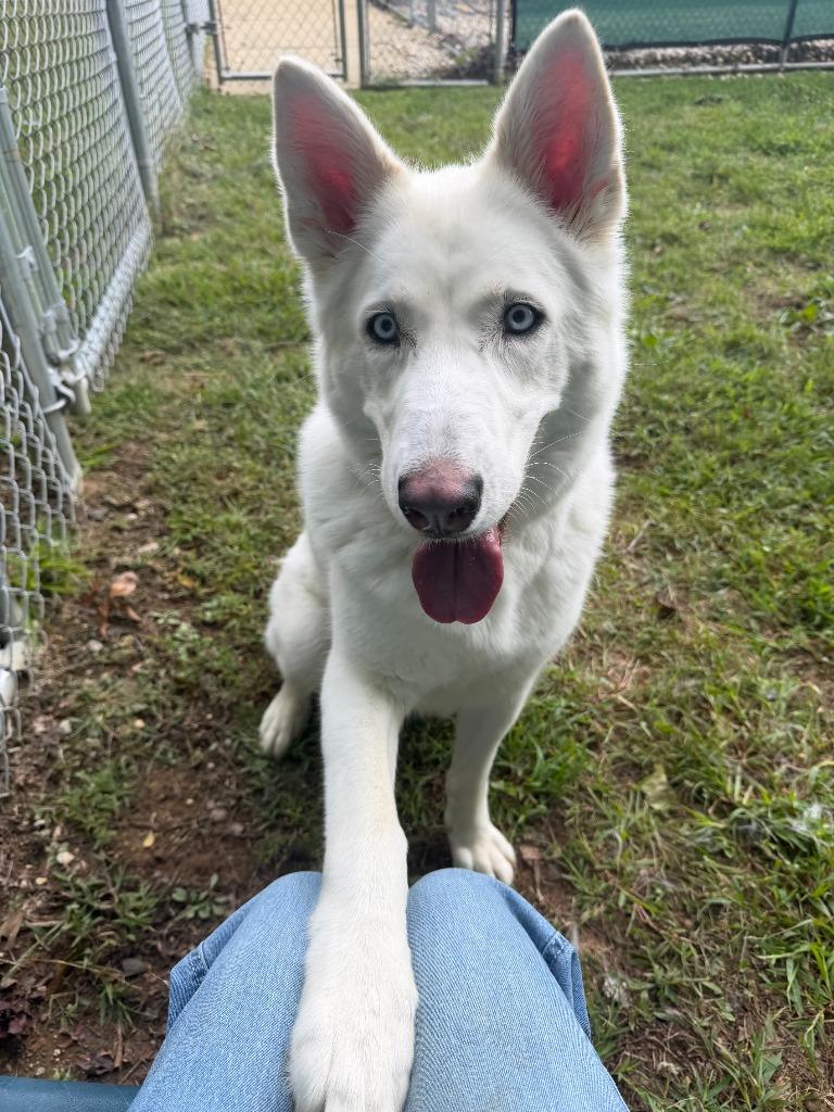 Enlarge Rosie, a Adopted Husky in Prince Frederick, MD image 2/5