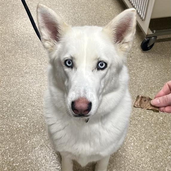 Enlarge Rosie, a Adopted Husky in Prince Frederick, MD image 3/5