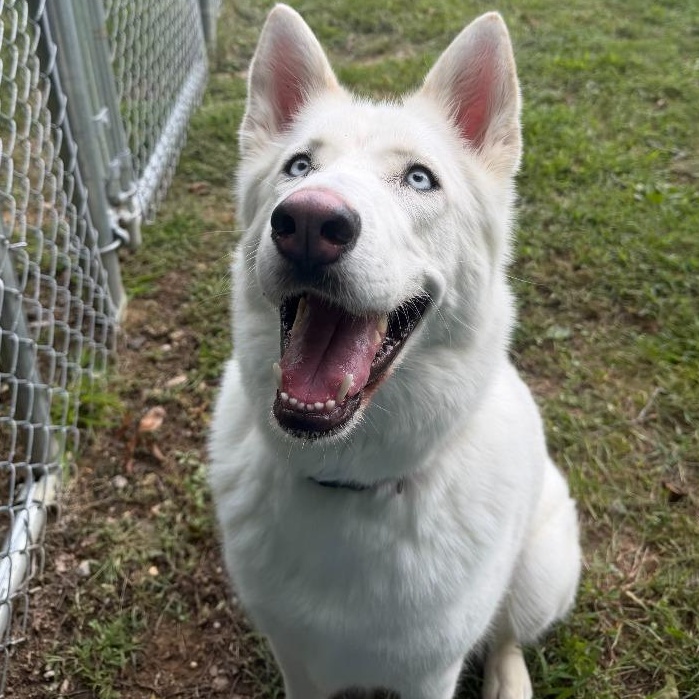 Enlarge Rosie, a Adopted Husky in Prince Frederick, MD image 5/5